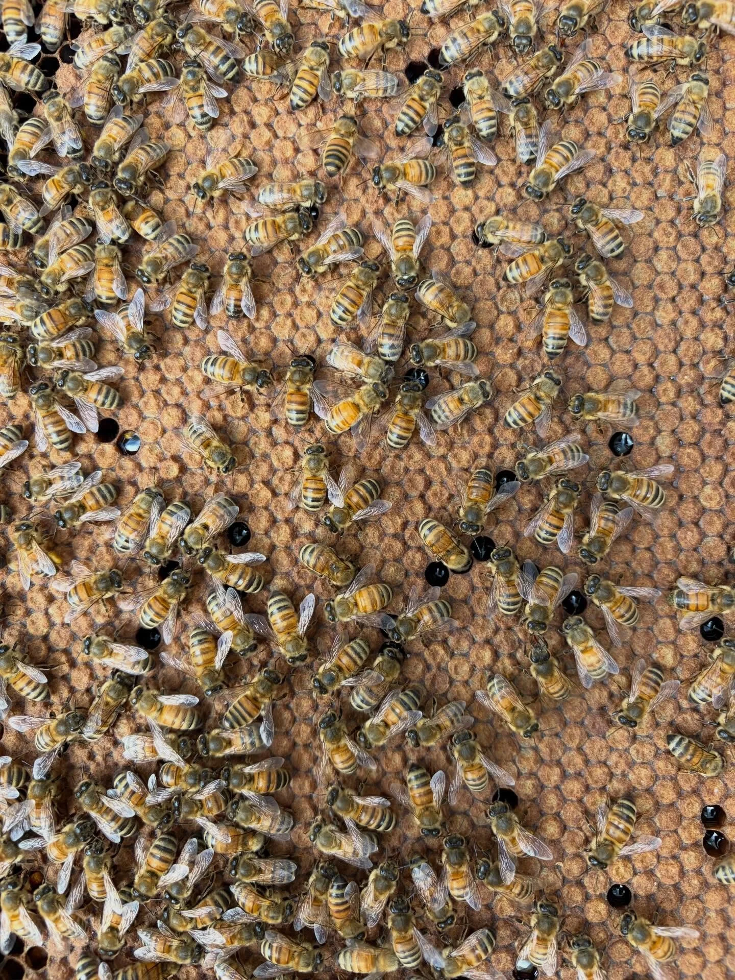 Bee brood in every stage, from tiny eggs to curled larvae to capped cells nearly ready to emerge. Spring is when the hive tells its whole story.