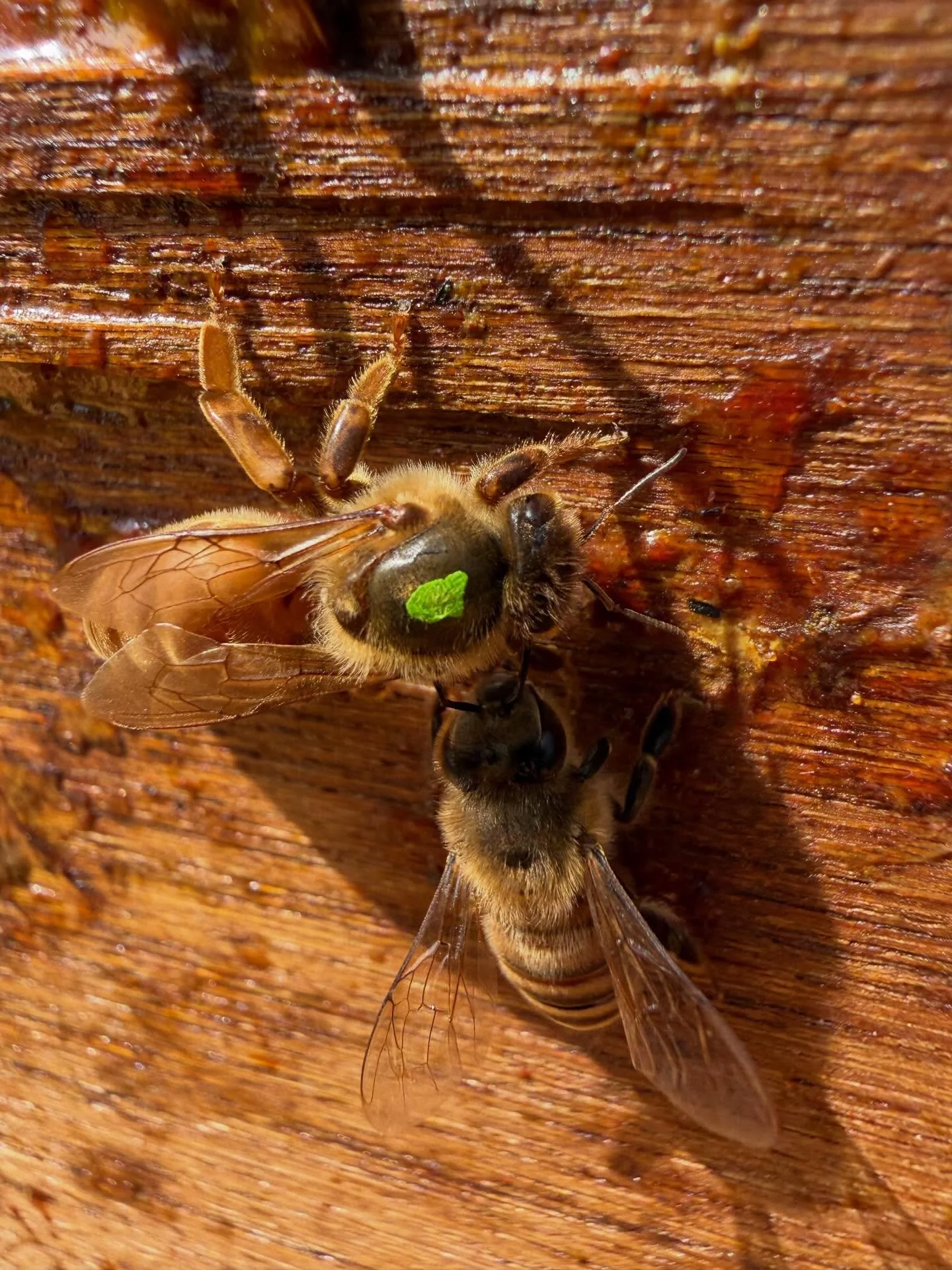 Queen marking helps beekeepers quickly identify the age of a queen, with colors changing on a 5 year cycle.
That means this beautiful 🟢 green queen was born in 2024!