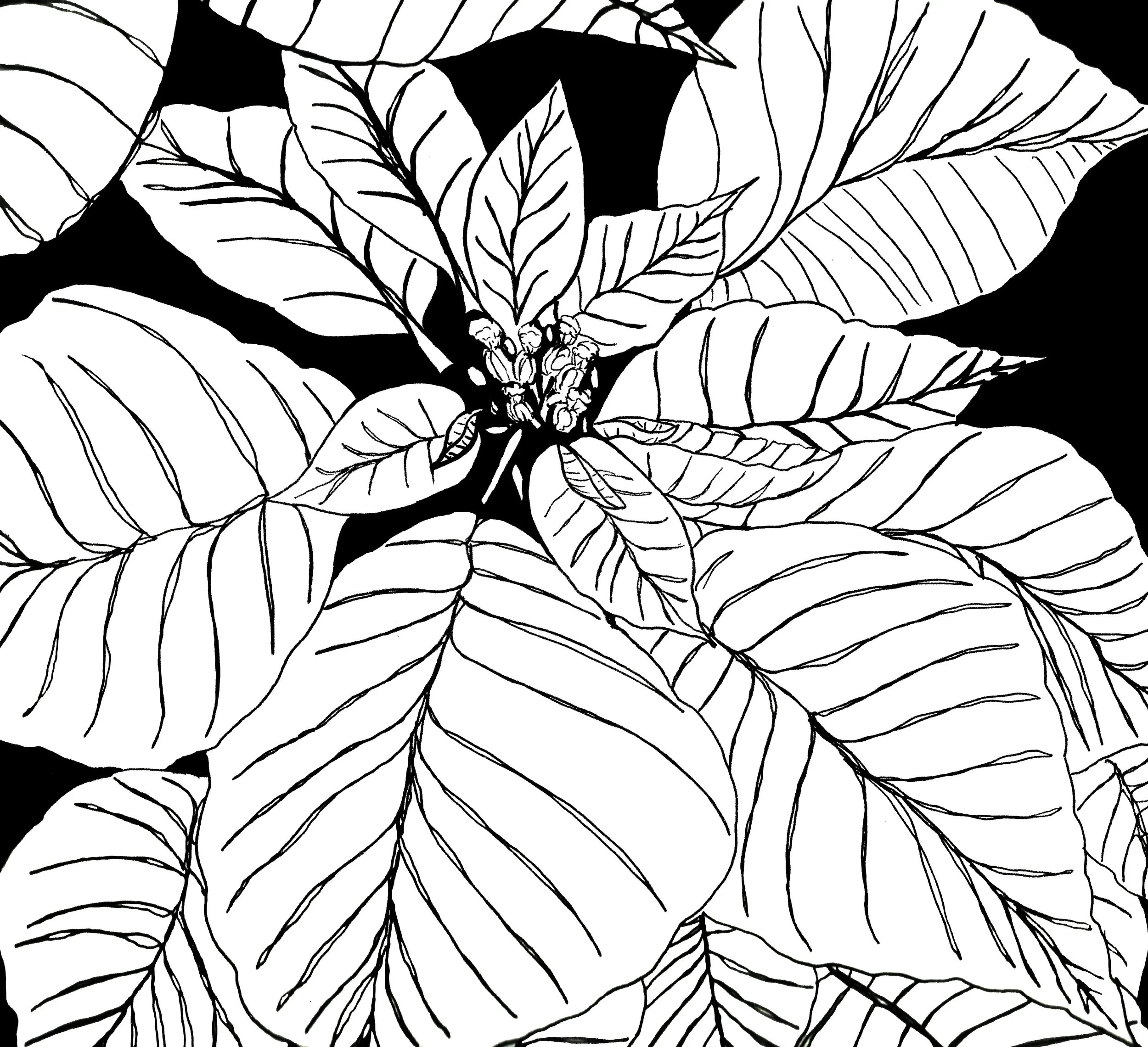 xmasflower.jpg