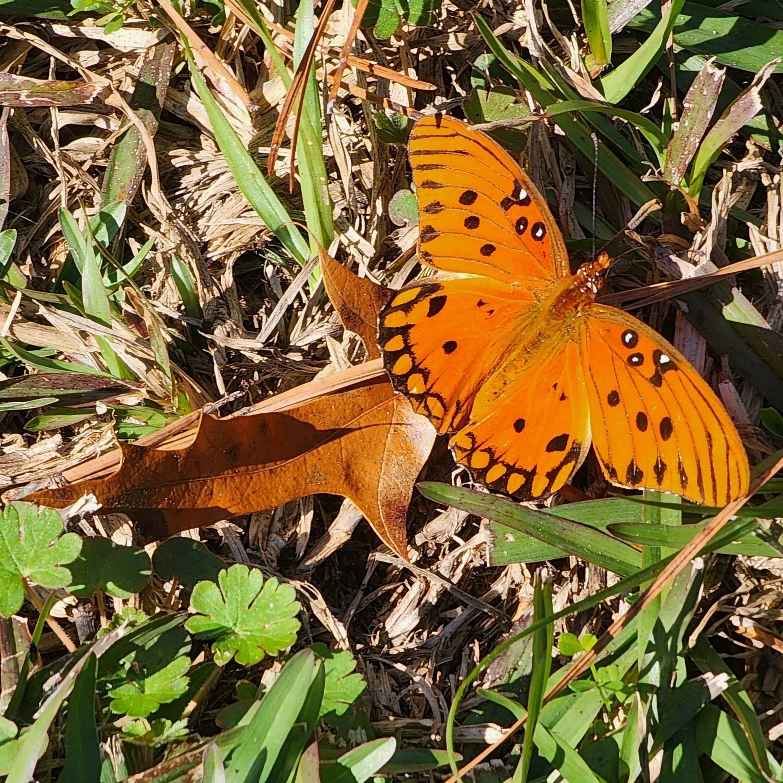 Our garden is still buzzing with beautiful butterflies, even in December!  It warms my heart to see them flitting among the winter flowers, a testament to all the hard work we've put into creating a haven for them.

However, seeing them active this l
