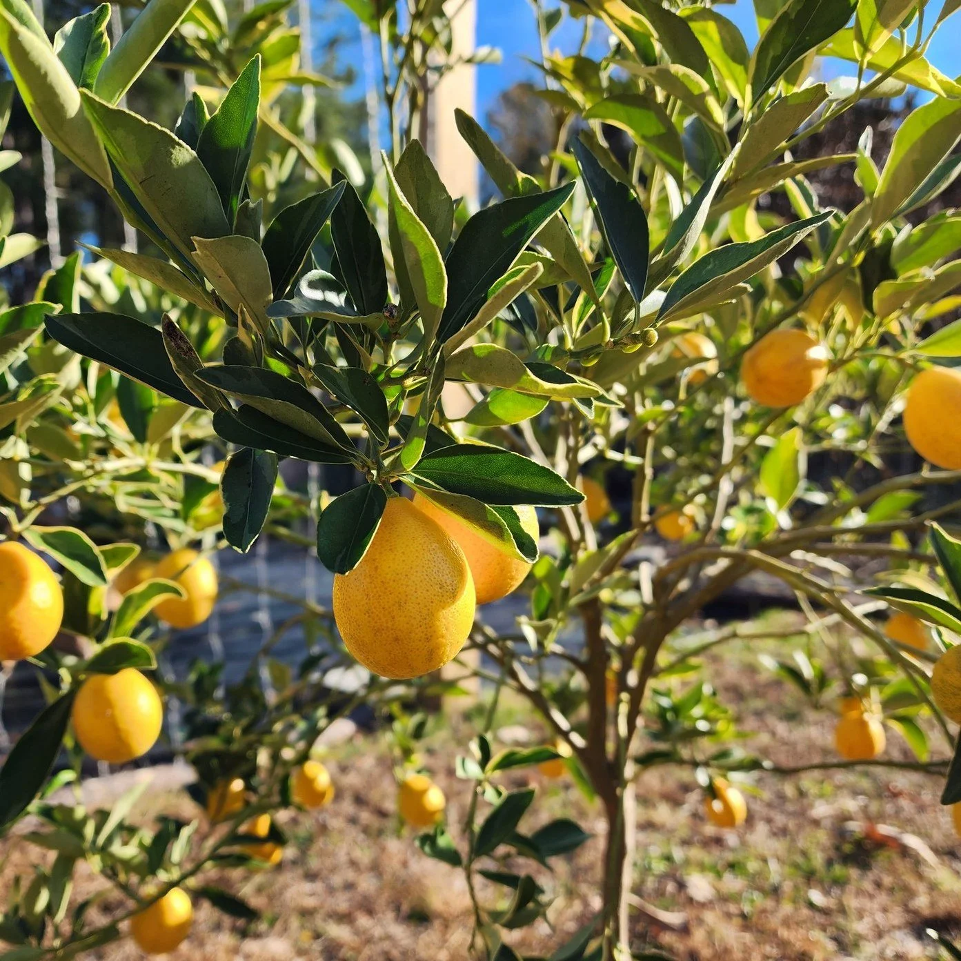 Look at our kumquat tree! It's only the first year, and it's already producing tons of fruit! We are so excited to see how it thrives moving forward. 
This tree is so pretty, with its glossy green leaves and bright orange fruit. It also attracts tons