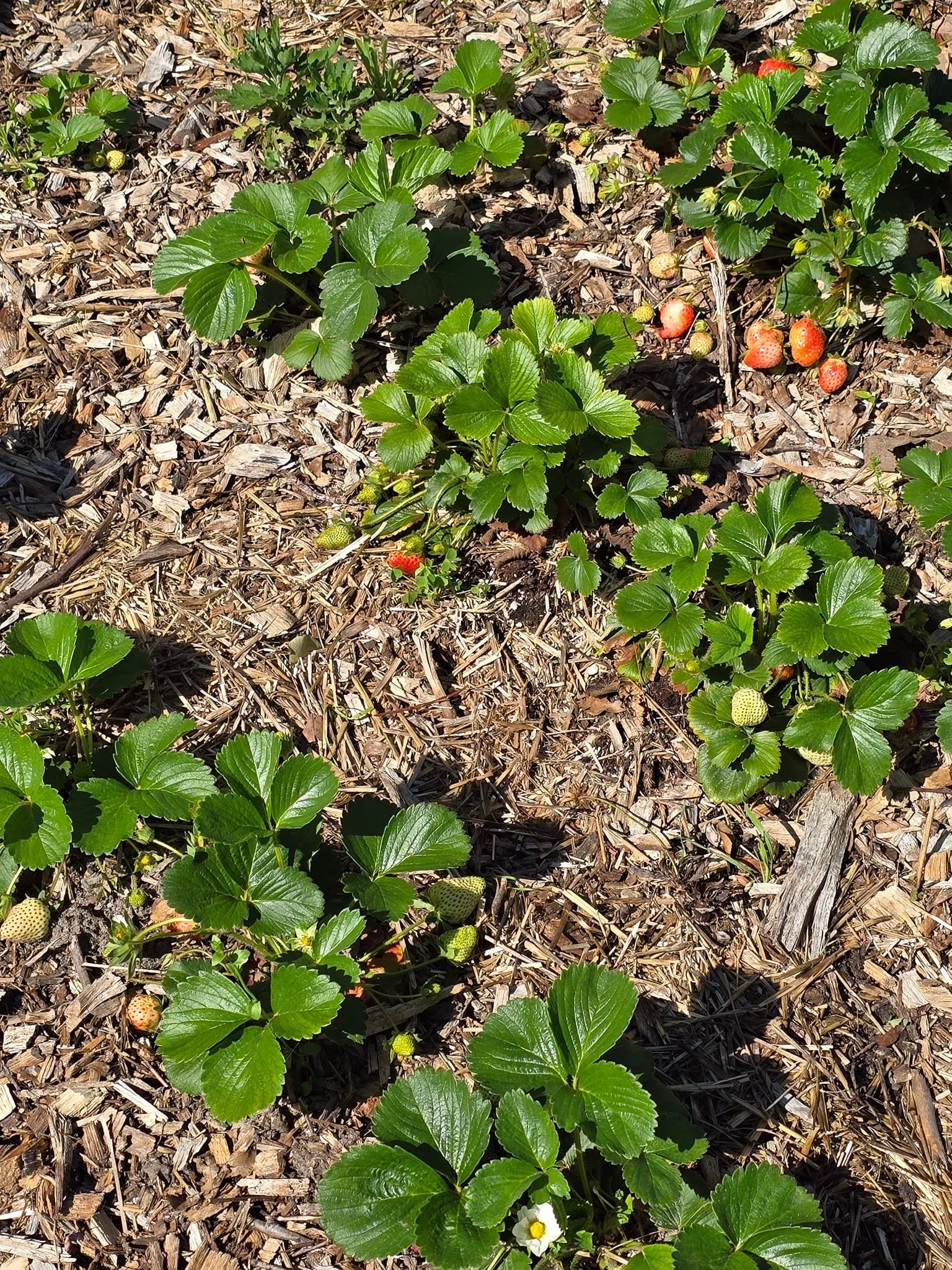 Loving the flush of strawberries this spring! They're tastier than ever before.

This is an everbearing variety. We like this one for our personal cunsumption. The fruit is a bit small, but it flowers and fruits nearly all year long. Even comes in pi