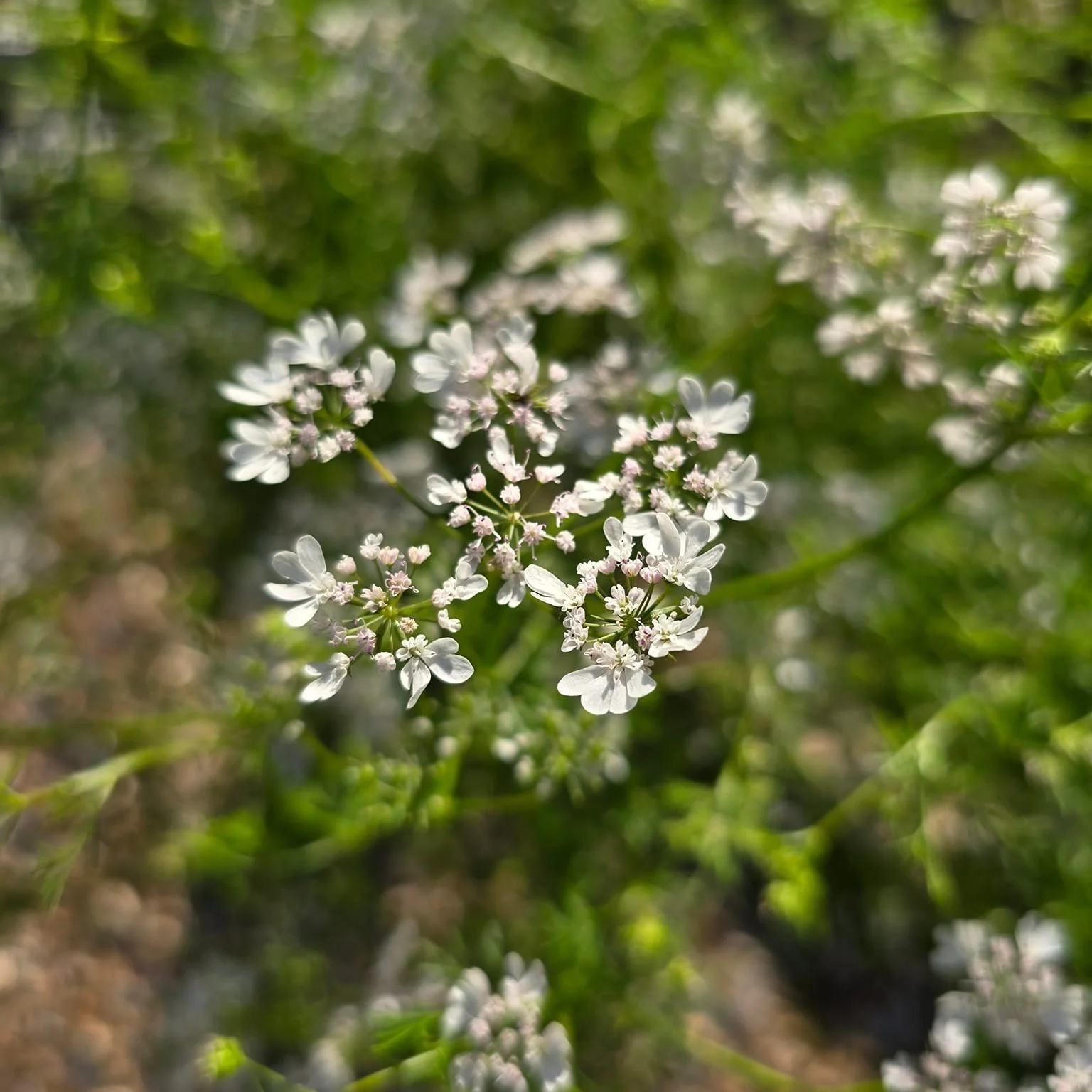 It's wild to me that this cilantro is still in bloom! We will have seeds for decades!  New plants have sprouted already. 

It's official! We now have an abundance of herbs. Get yours today.

 Choose from our current stock:
- Oregano 
-Dill
-Rosemary
