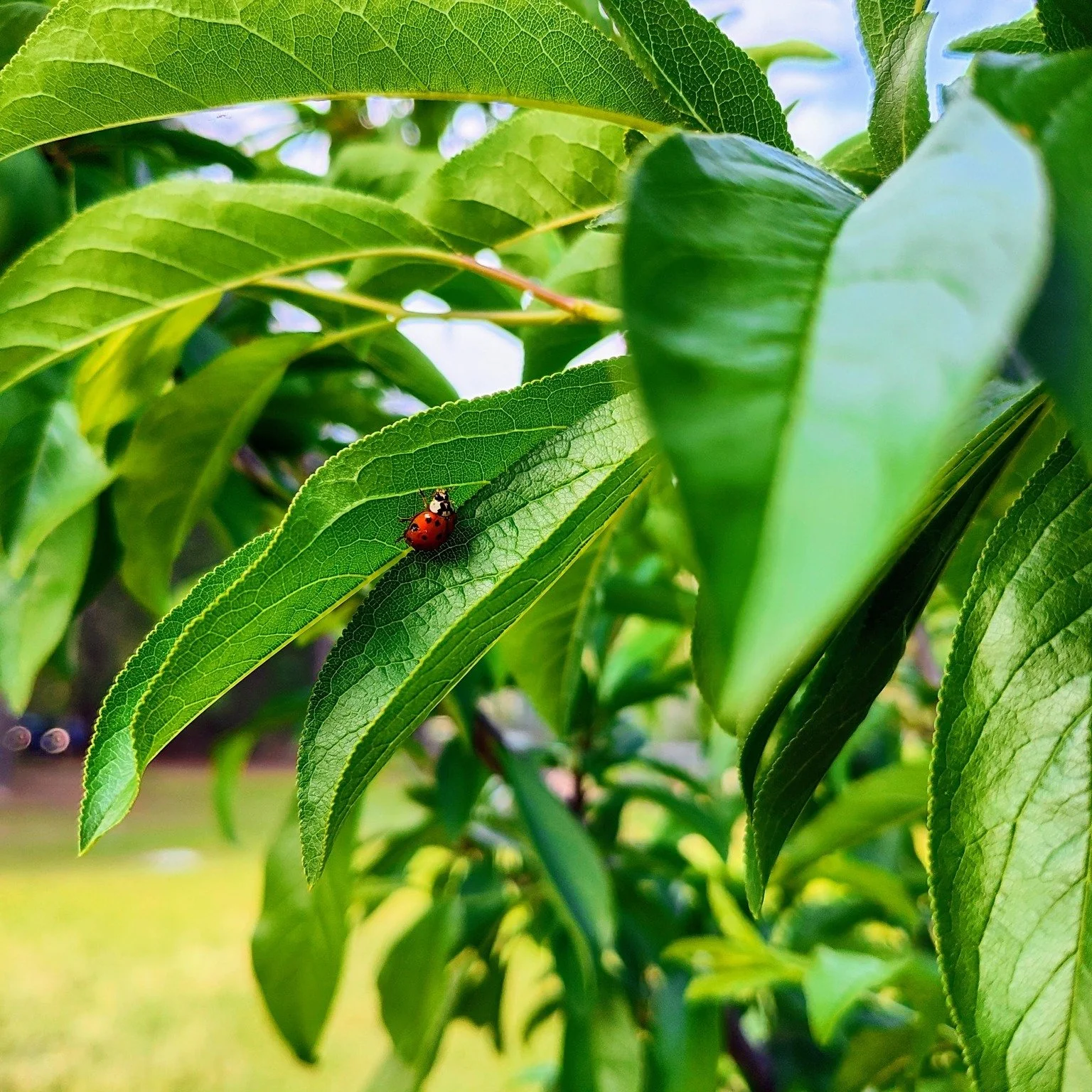 Let's talk insects for a second. One thing I have noticed this year is a difference in the bug population. Aside from the cicadas this year, there has been an abundance of ladybugs around. We are so excited to see our crimson friends! We have had so 