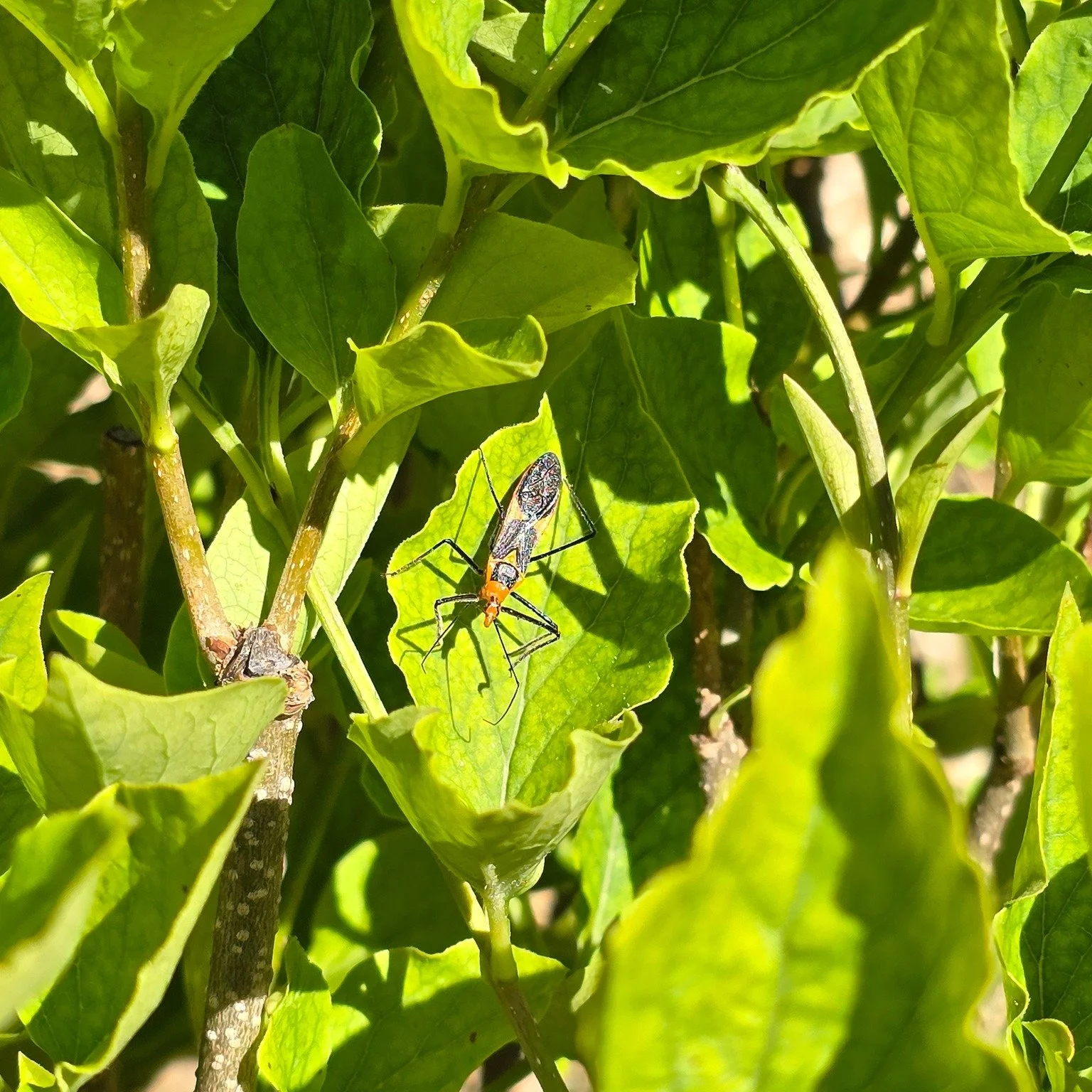 Staying consistent with the bug theme, lol! This fascinating creature is an assassin bug.  Don't let the name scare you, though! Assassin bugs are actually beneficial insects to have in your garden.

Here are some reasons to welcome them with open ar