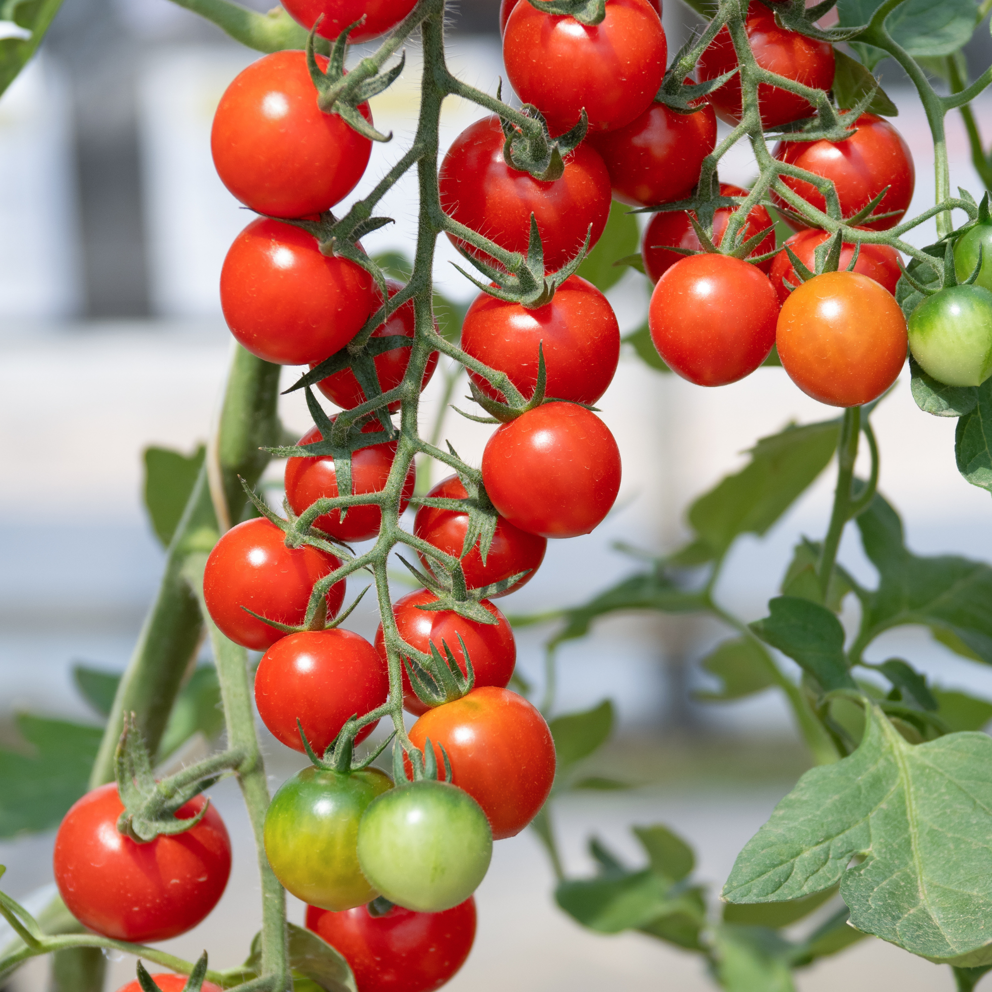 Cherry Tomato.png