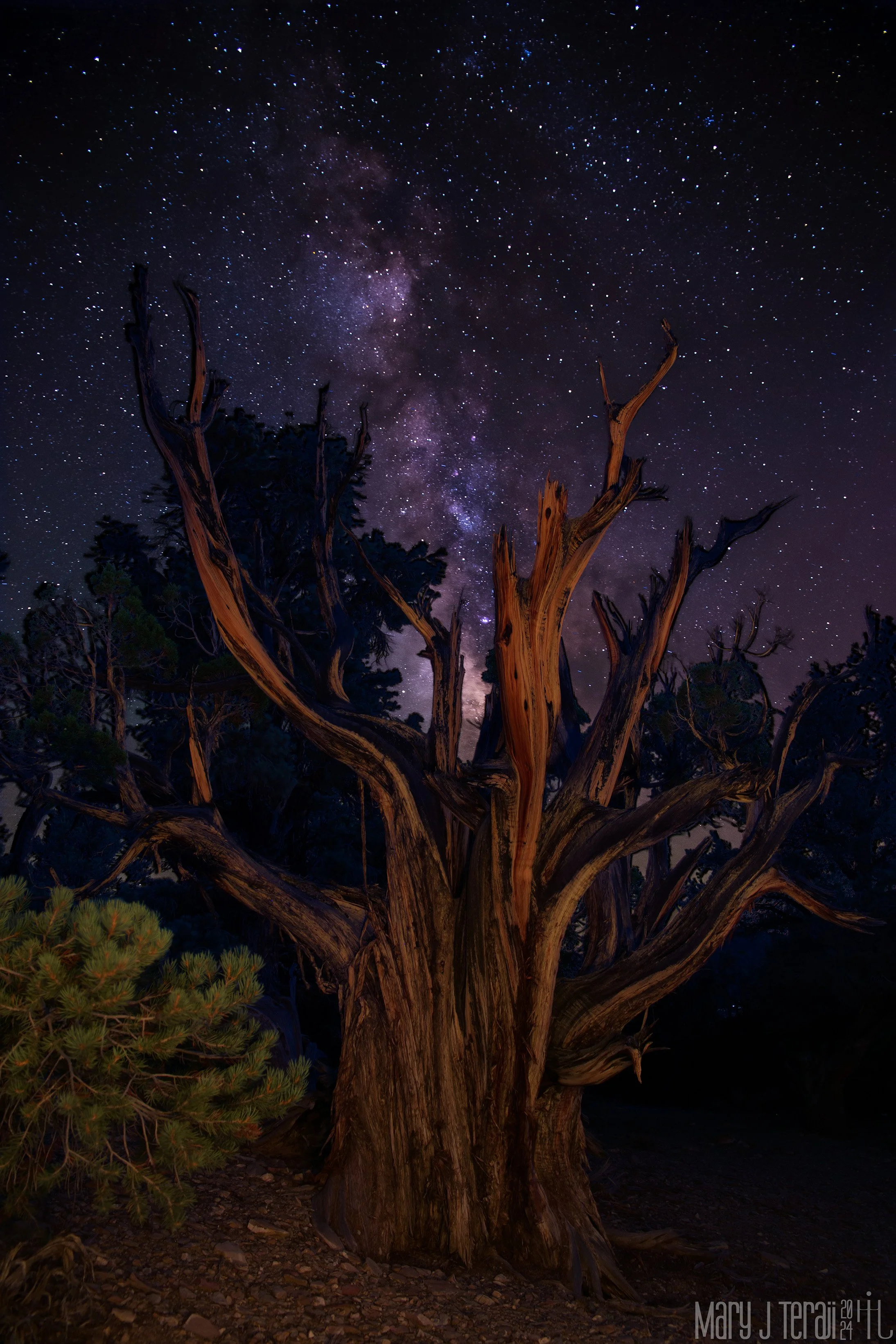 Ancient, gnarled bristlecone pine tree stands against a starry night sky, with the glowing Milky Way stretching behind its twisted branches.