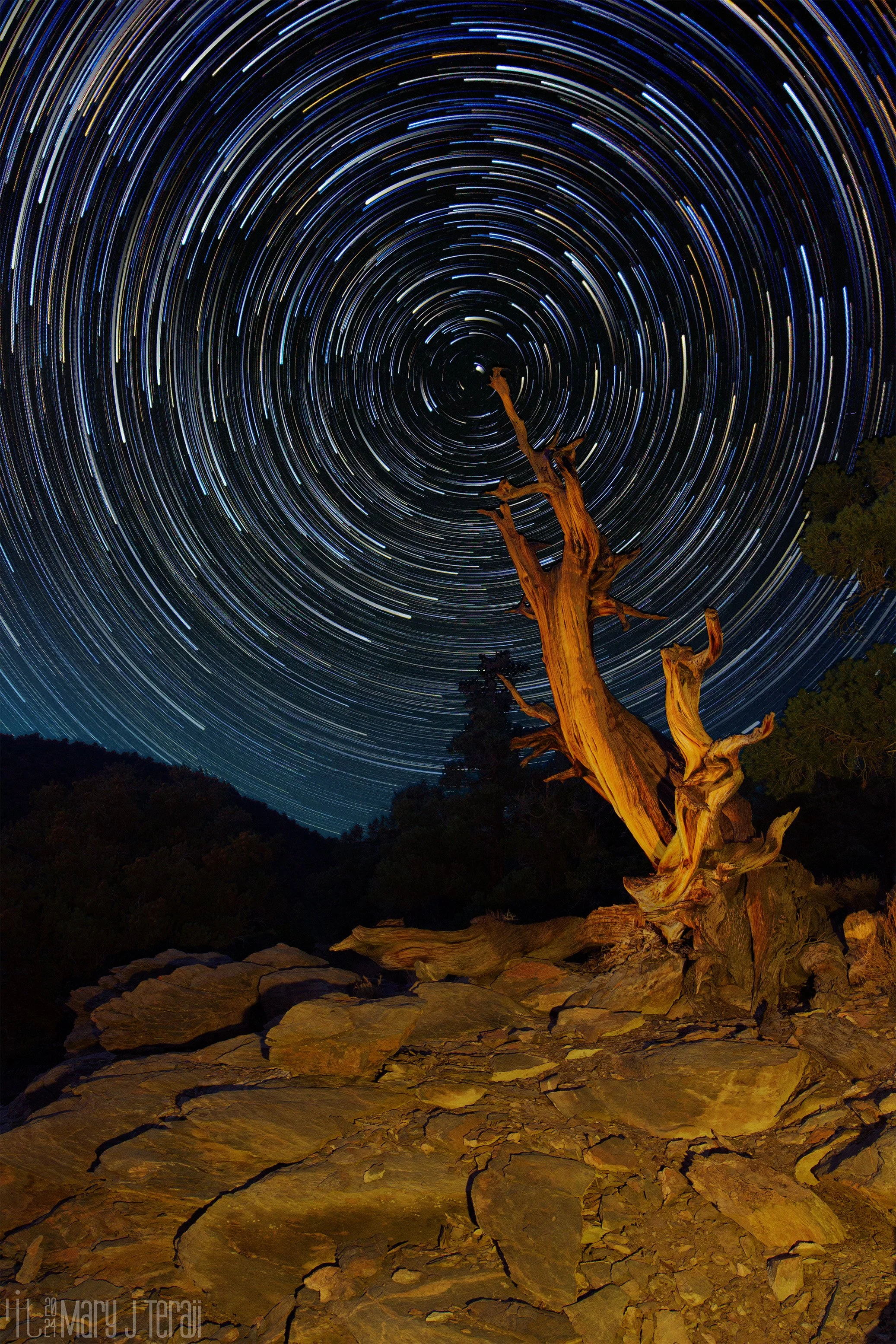 A gnarled bristlecone pine stands against a night sky filled with swirling star trails, its twisted form illuminated by warm light, contrasting the deep cosmos.
