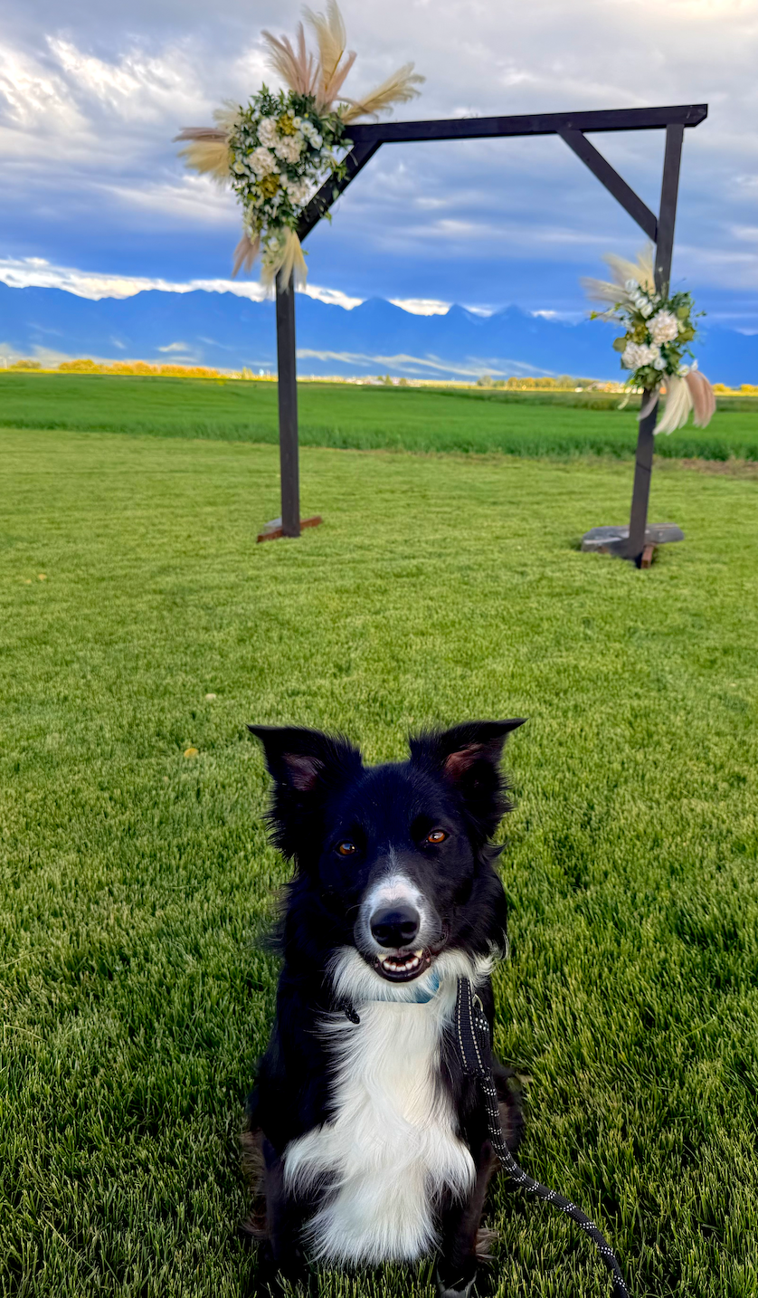 travel wedding pet attendant service