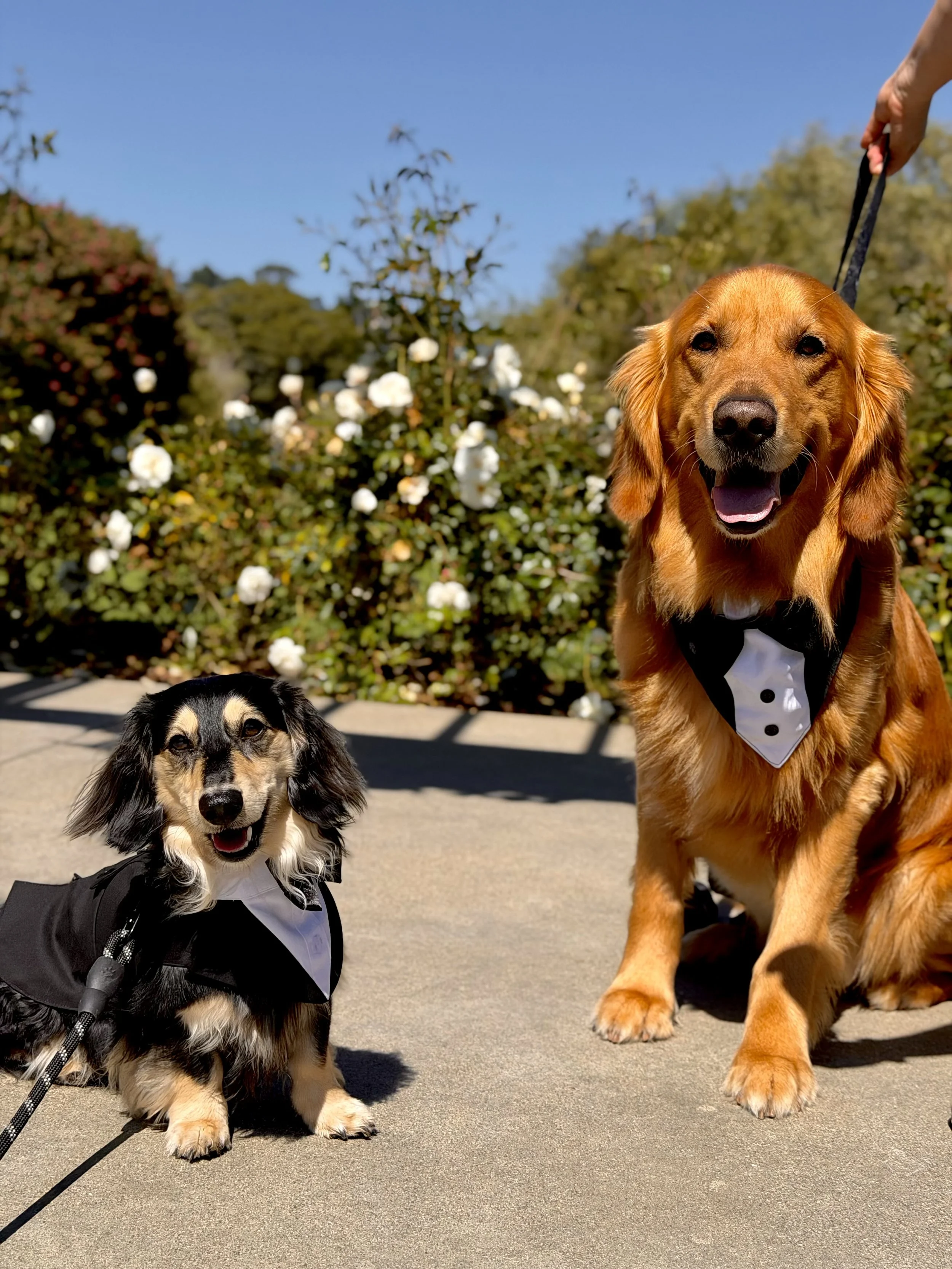wedding pet attendant carmel