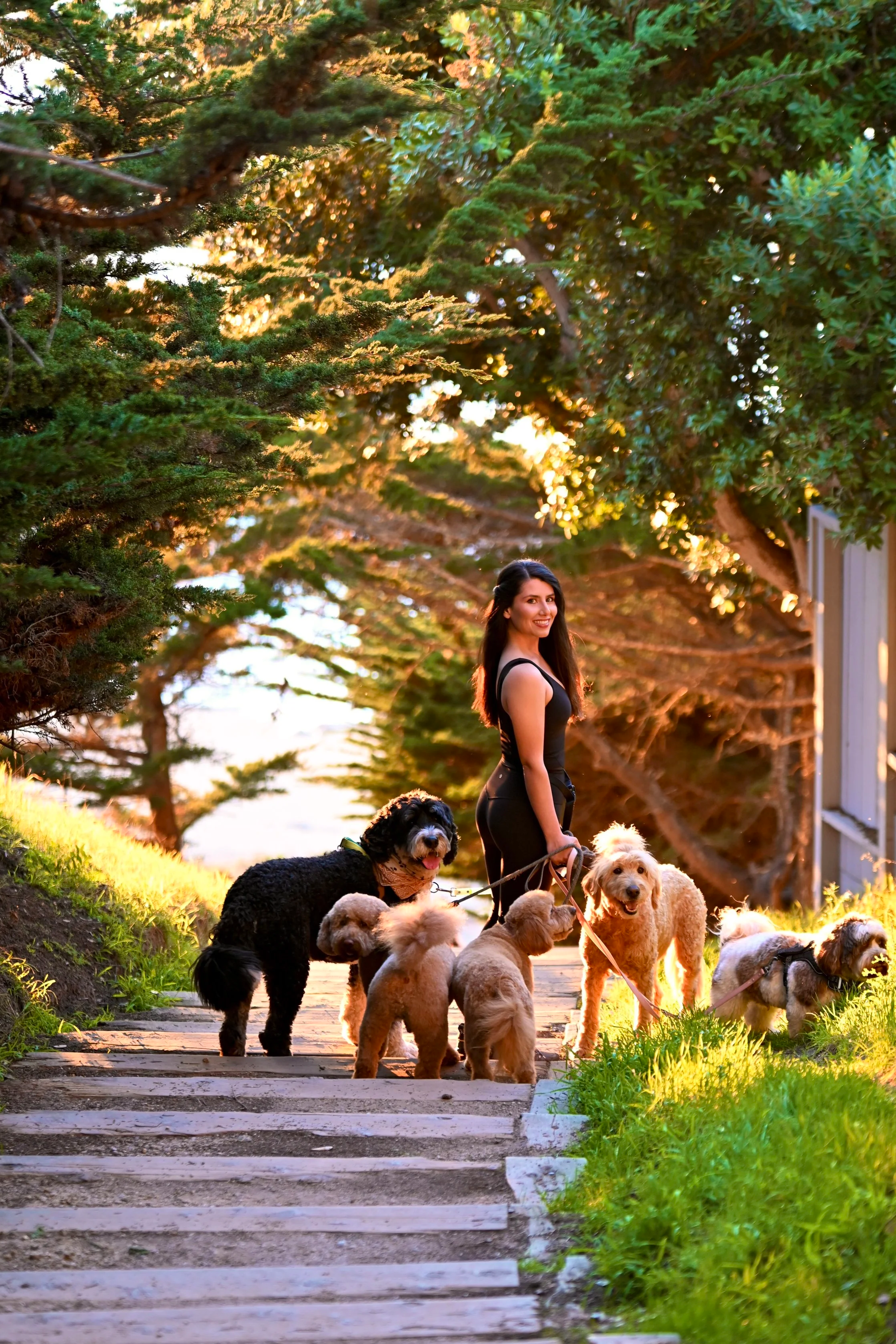 carmel by the sea dog walker