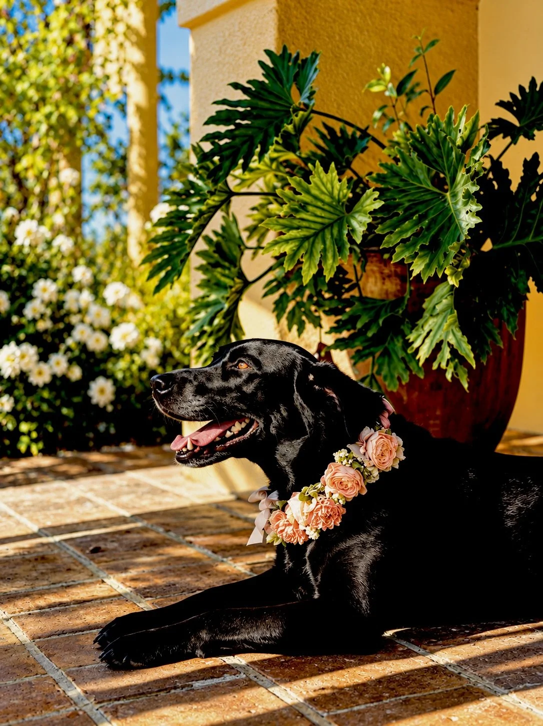 Santa Lucía preserve dog care dog sitter