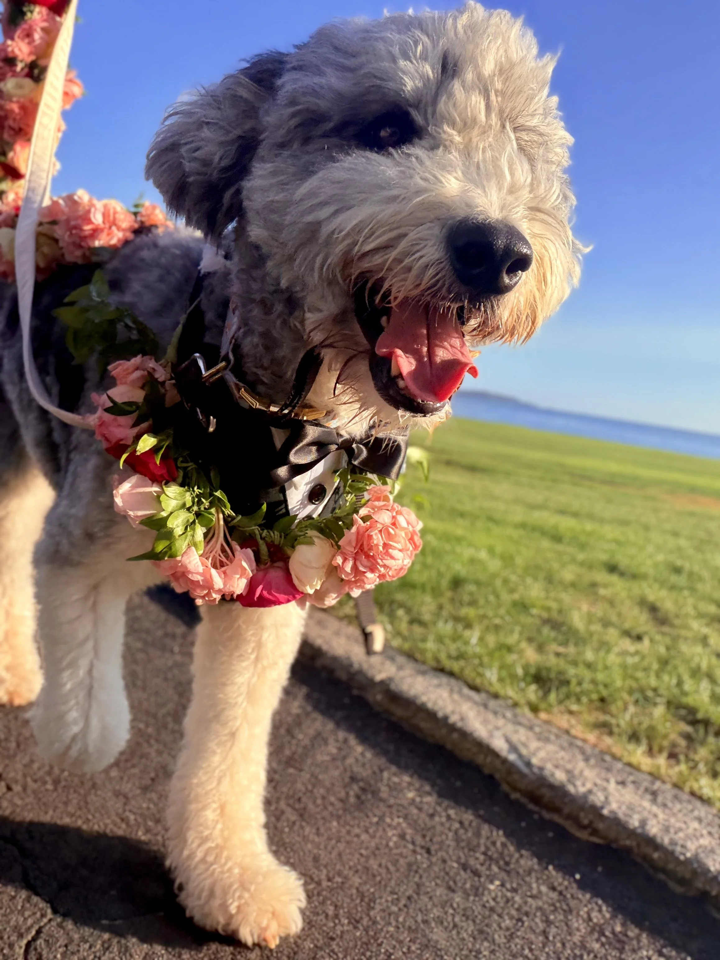 Pebble Beach Wedding Pet Attendant 