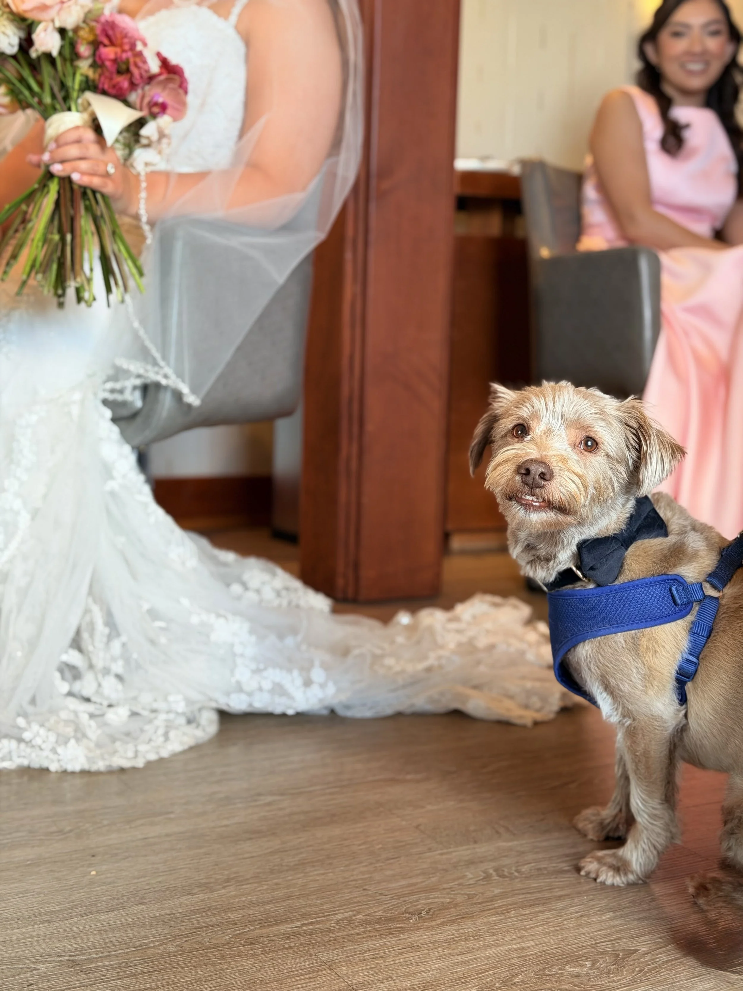 Big Sur Wedding pet concierge attendant