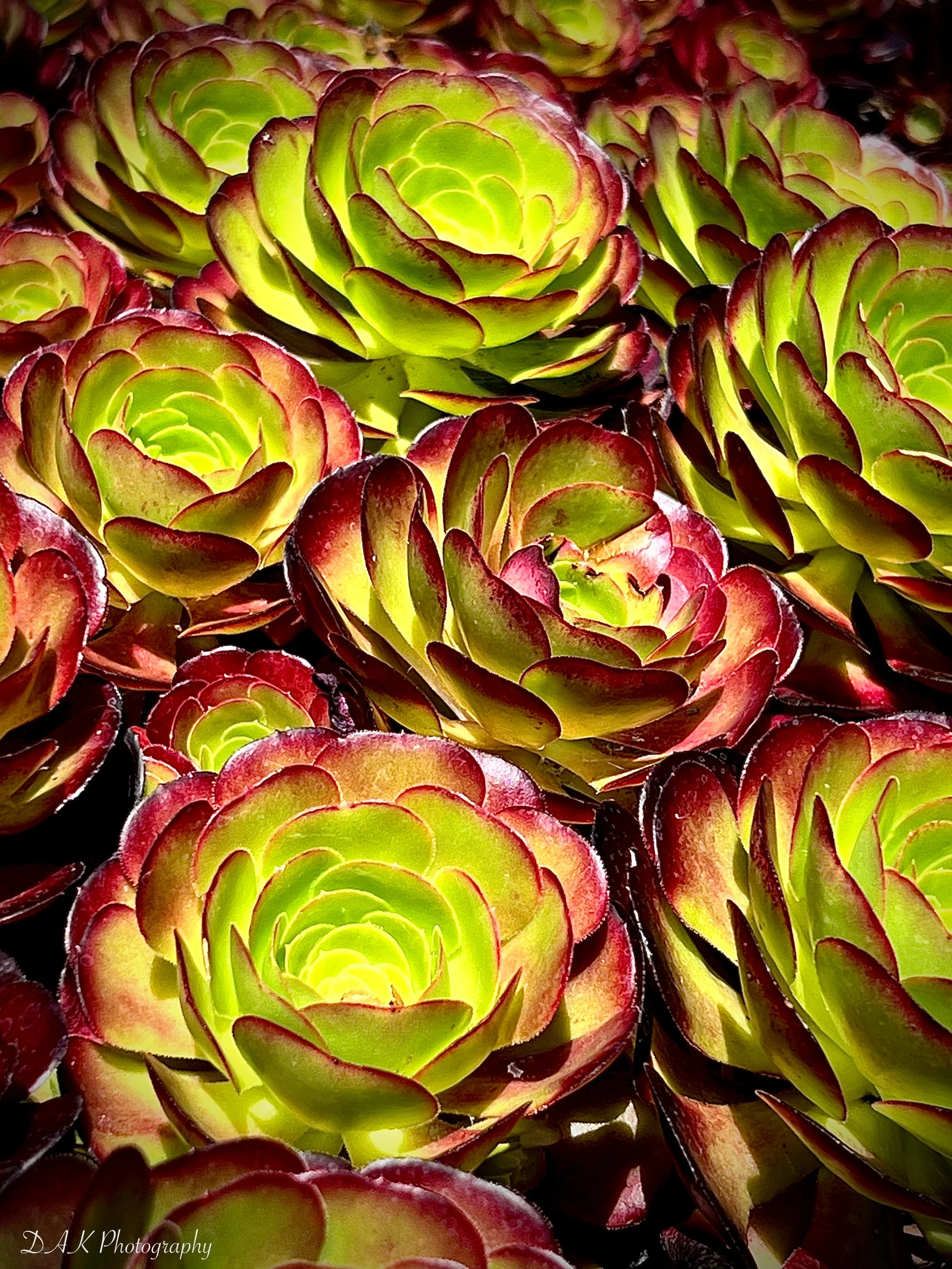 Succulent Garden of Presidio Heights - San Francisco, CA