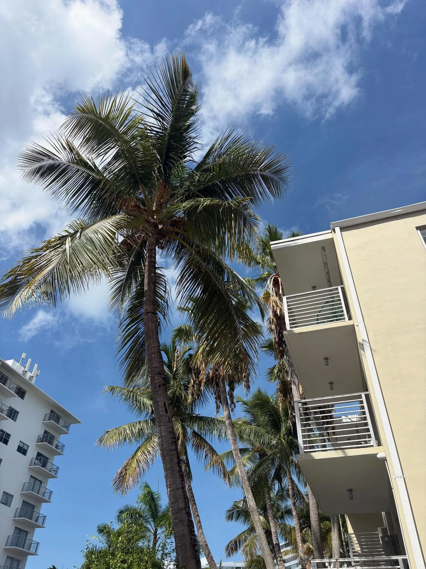 One day in Miami this week overseeing an art installation! Every project is a puzzle&mdash;balancing scale, materials, space, and vision&mdash;until it all comes together (and it always does!)&hellip;beautifully. 😎 

Works pictured:

To&ntilde;a Veg