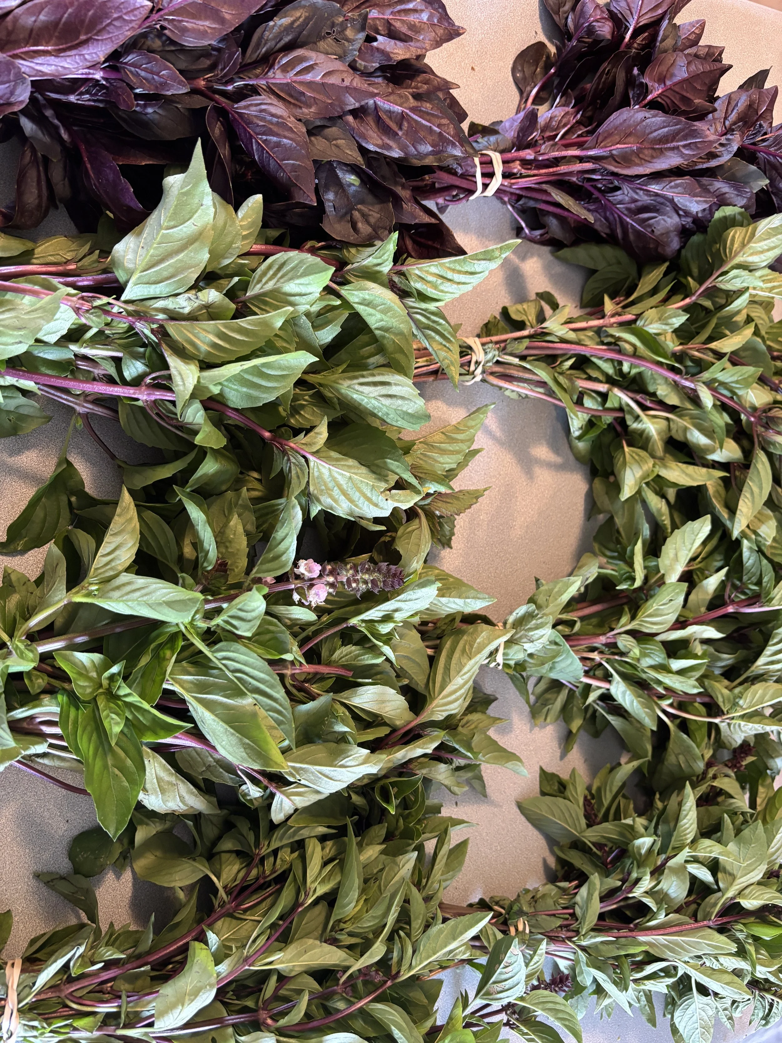 Basil