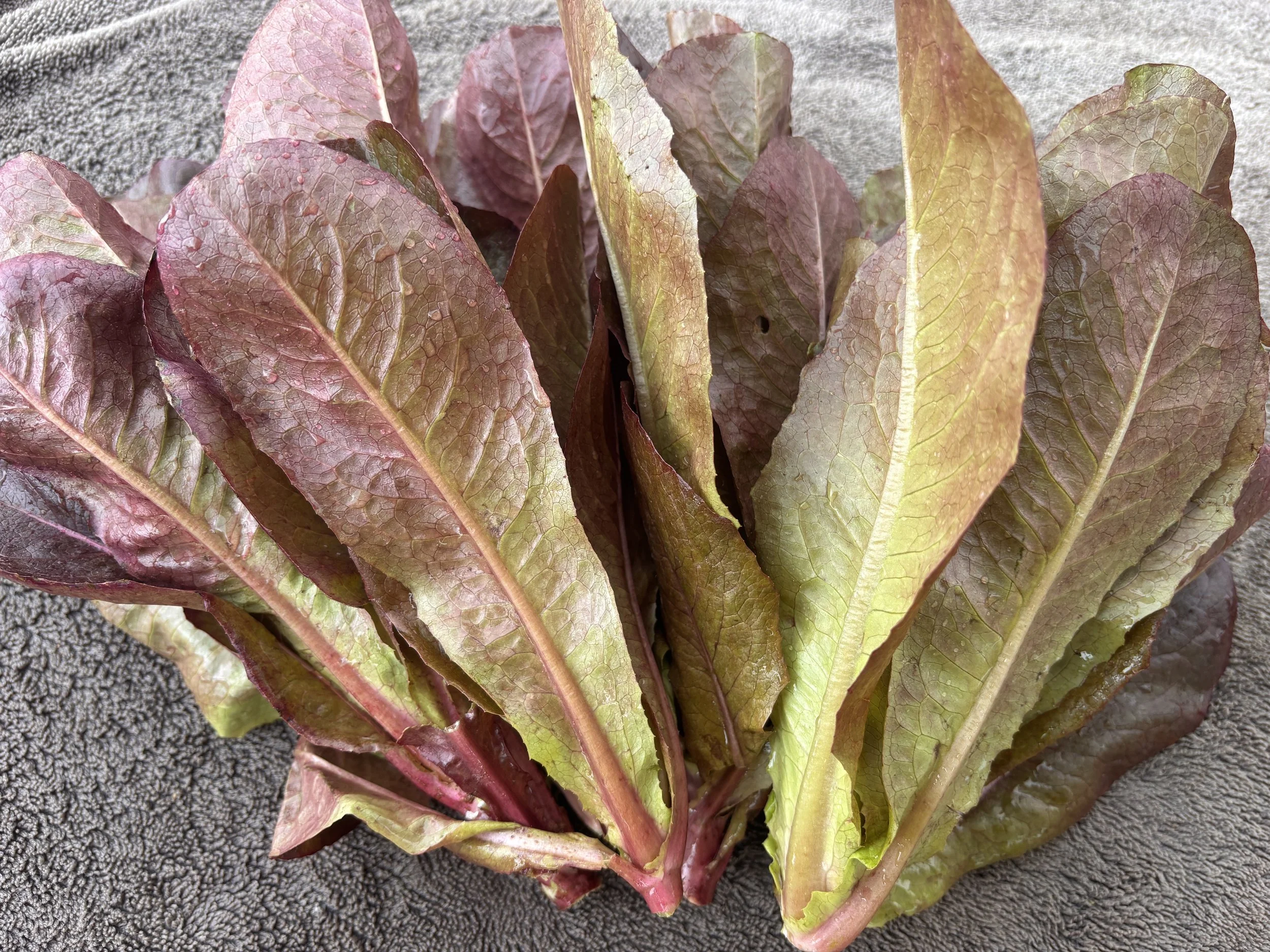 Red Leaf Lettuce