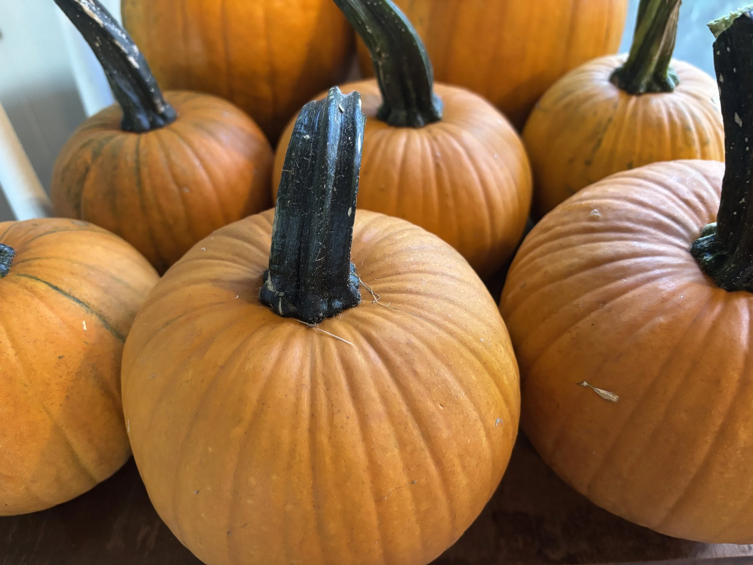 Pie Pumpkin