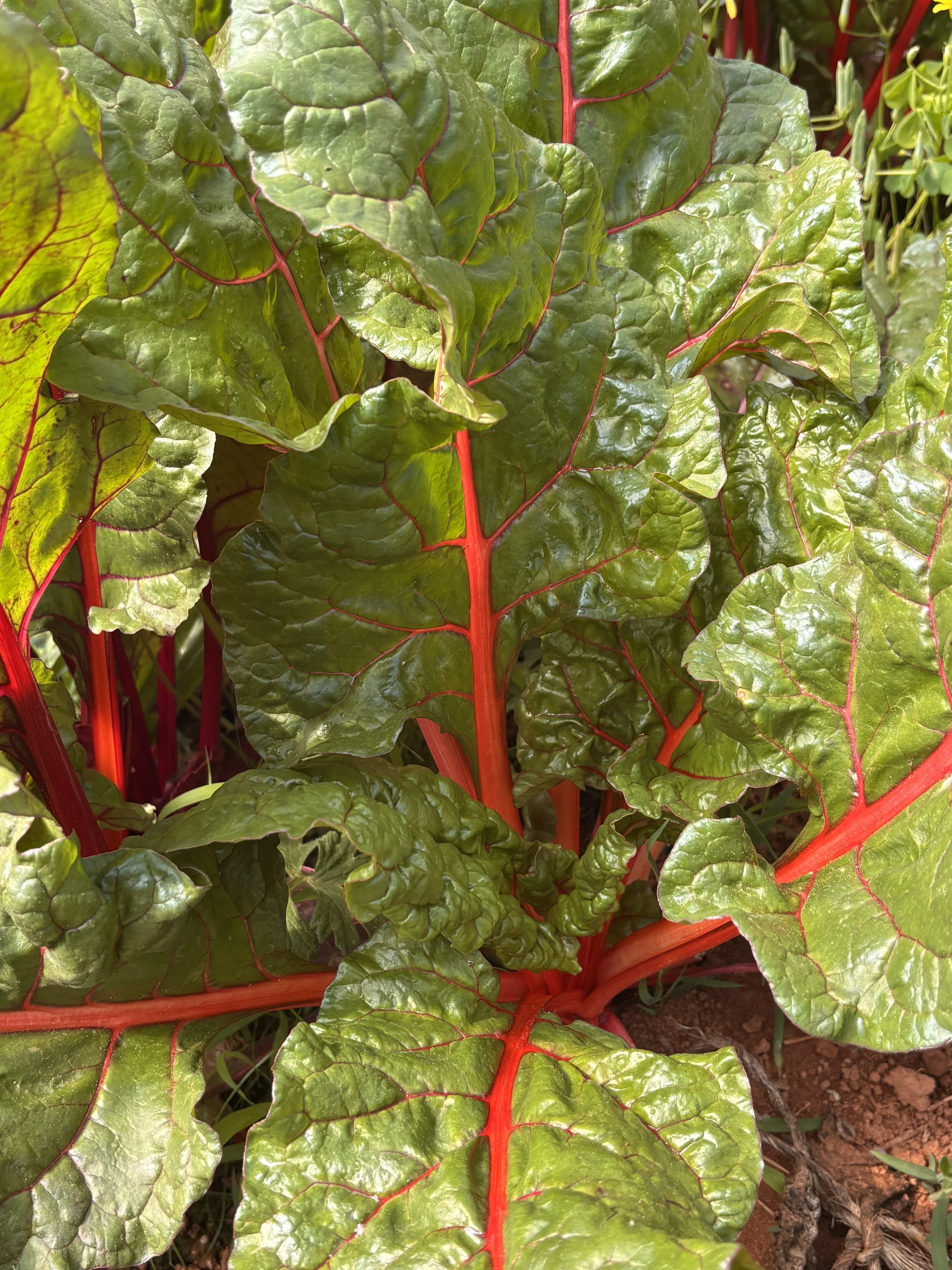 Rainbow Swiss Chard