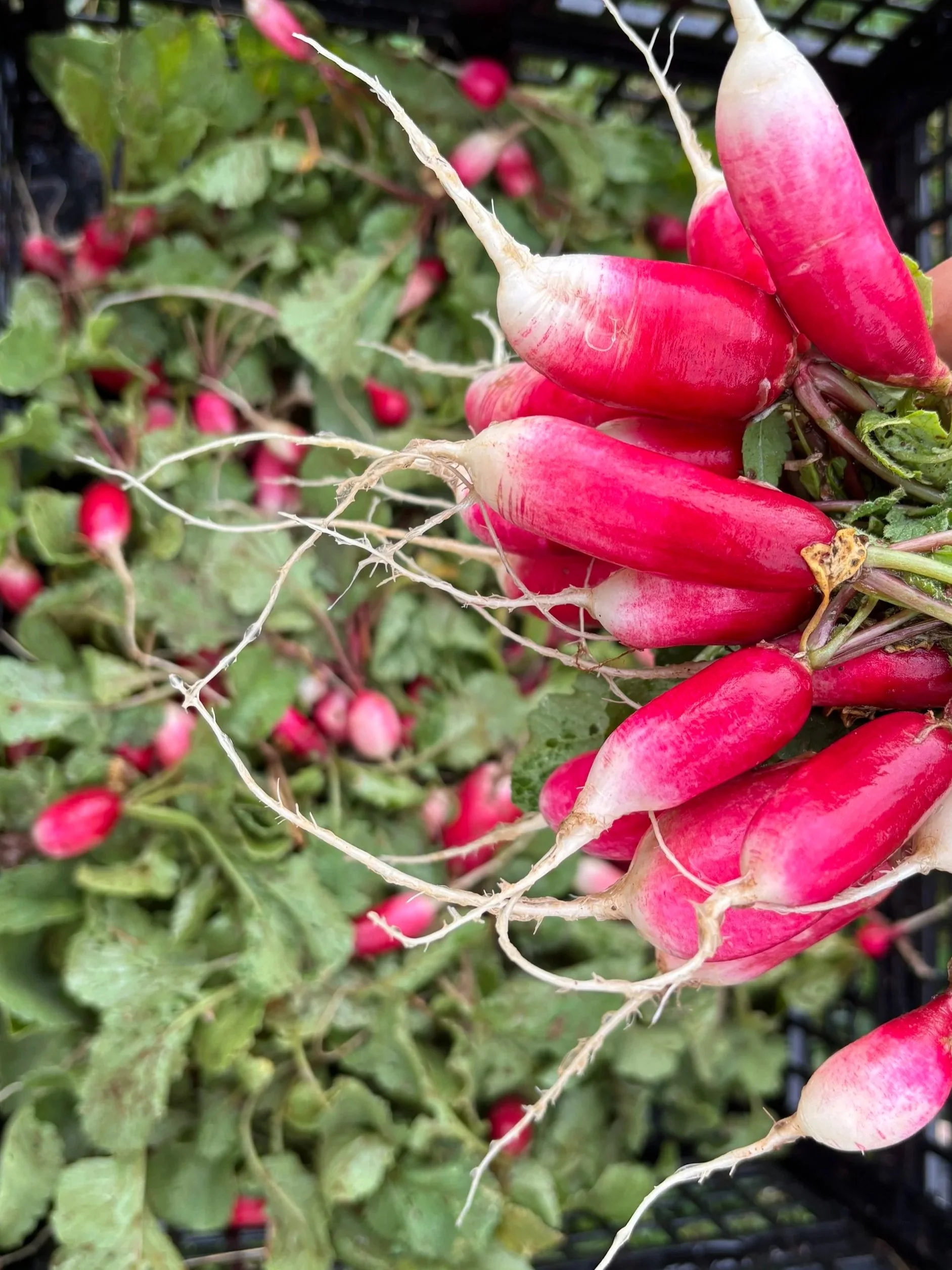 Radishes