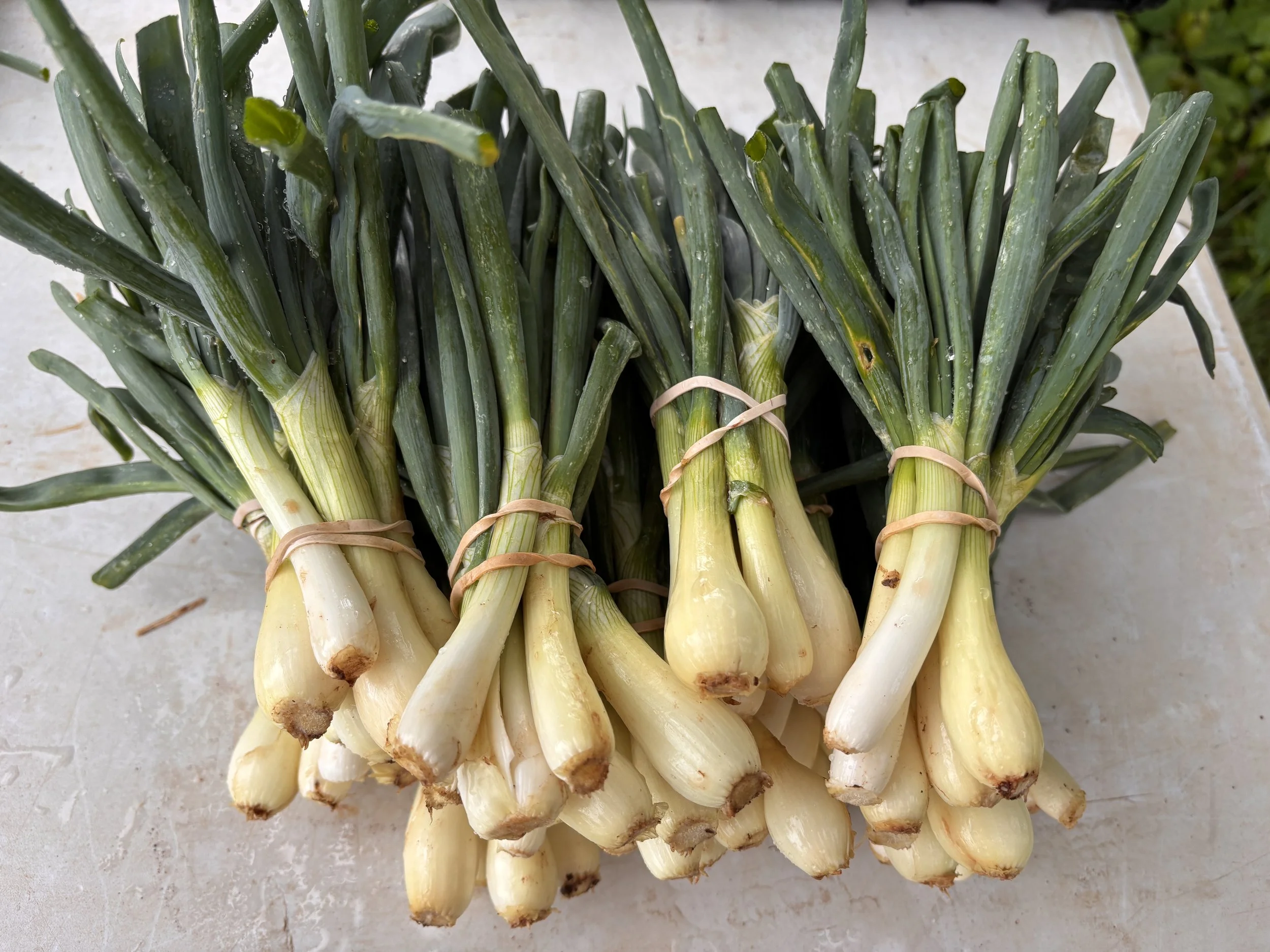 Spring Onion