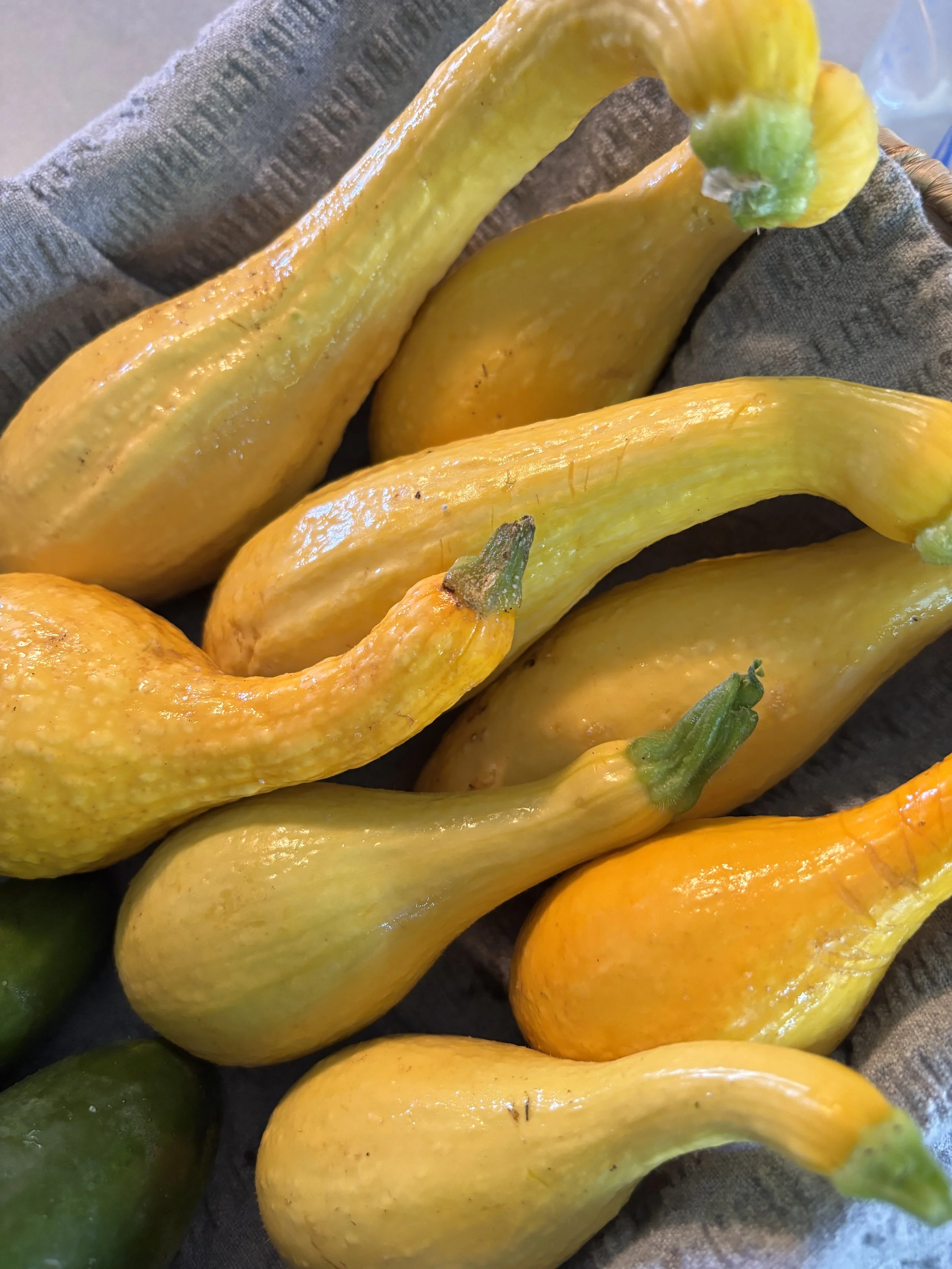 Squash