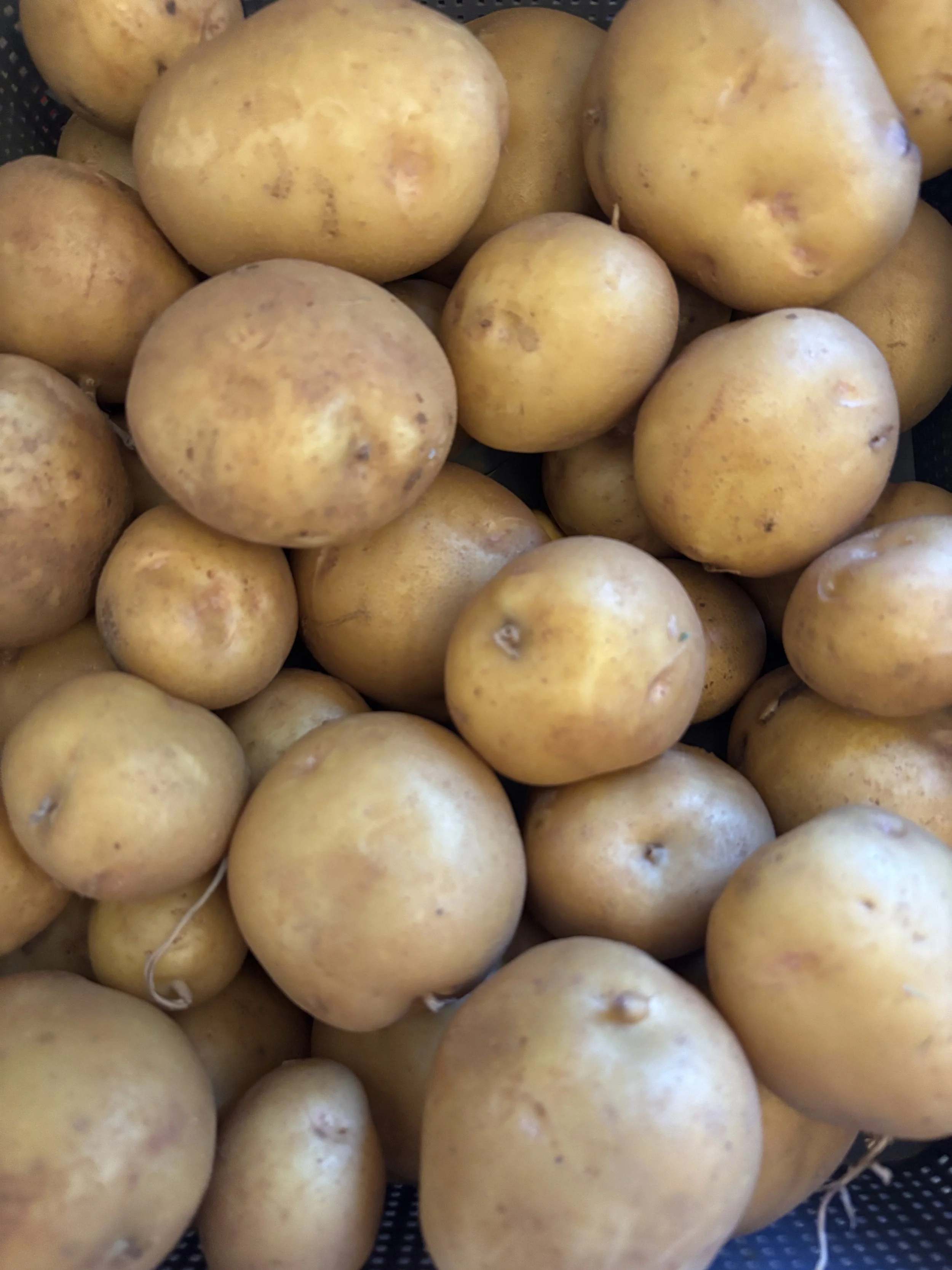 Potatoes - Kennebec