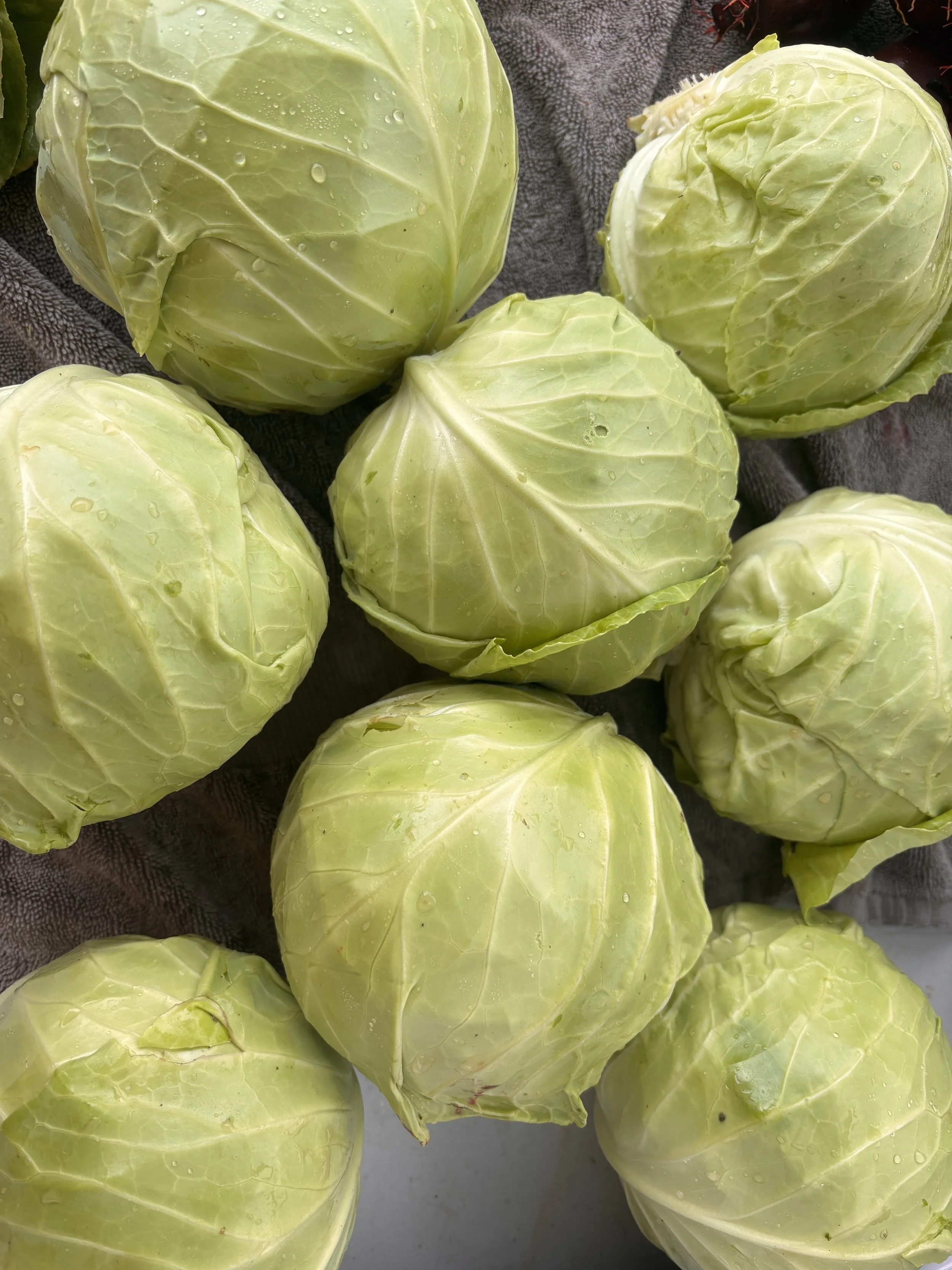 Cabbage - Green