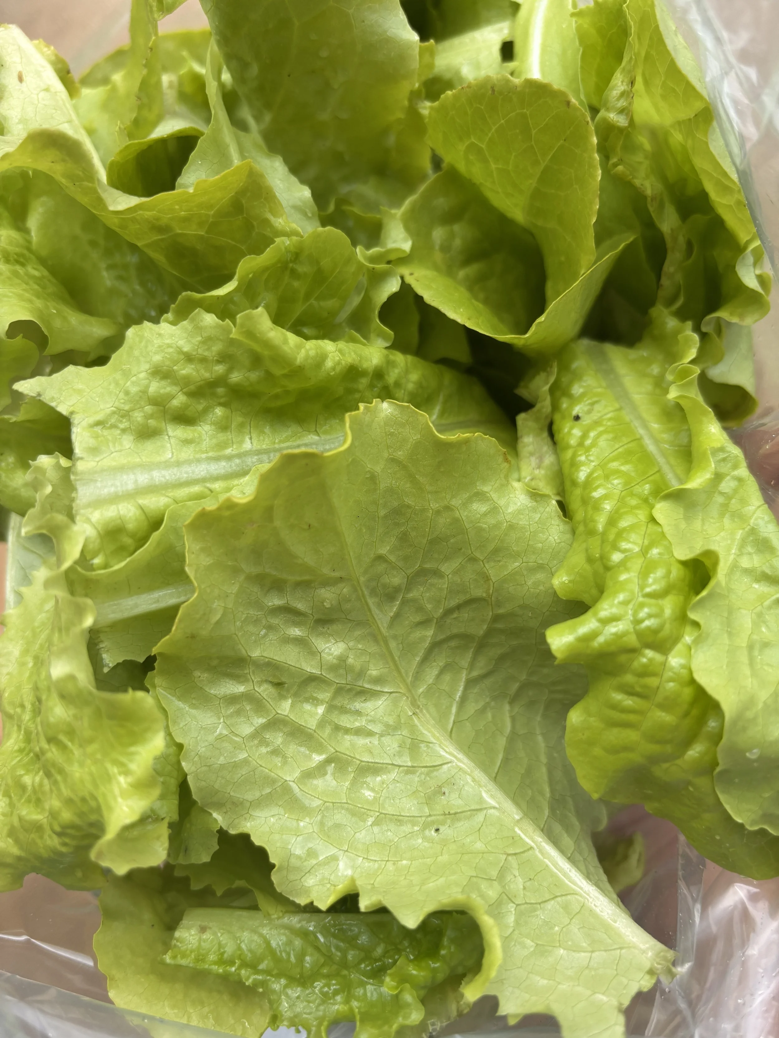 Simpson Lettuce