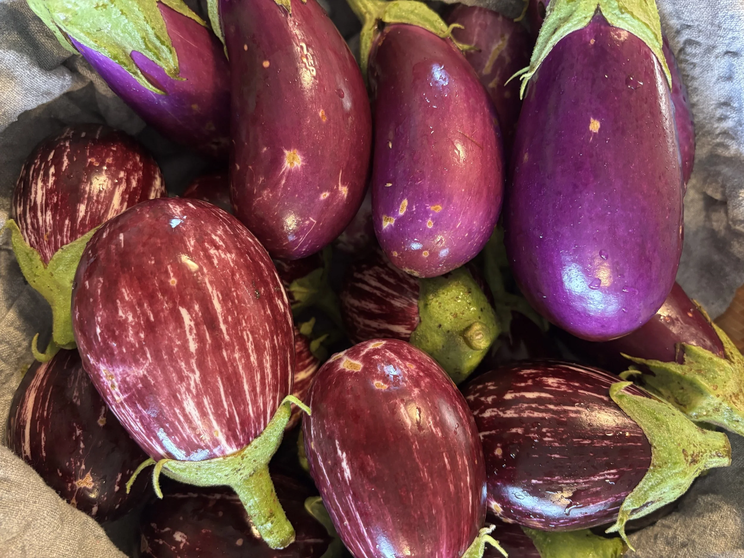 Eggplant