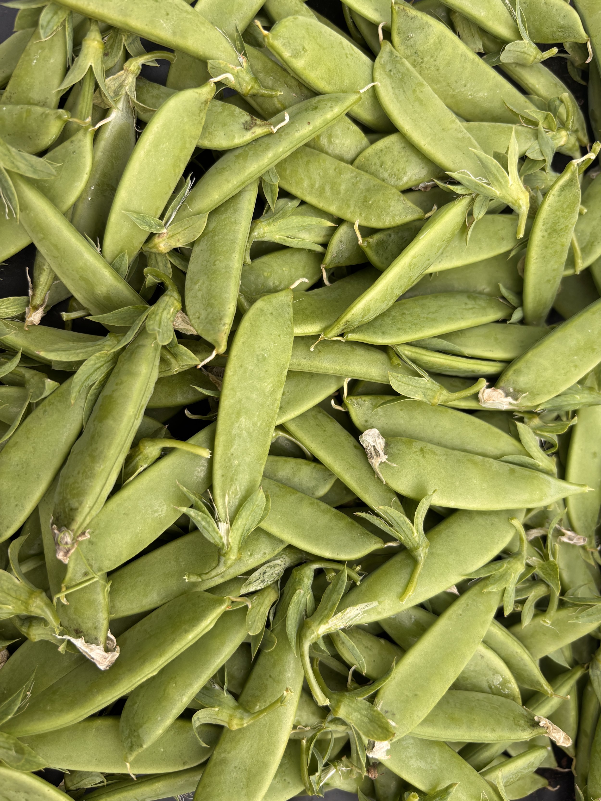 Sugar Snap Peas