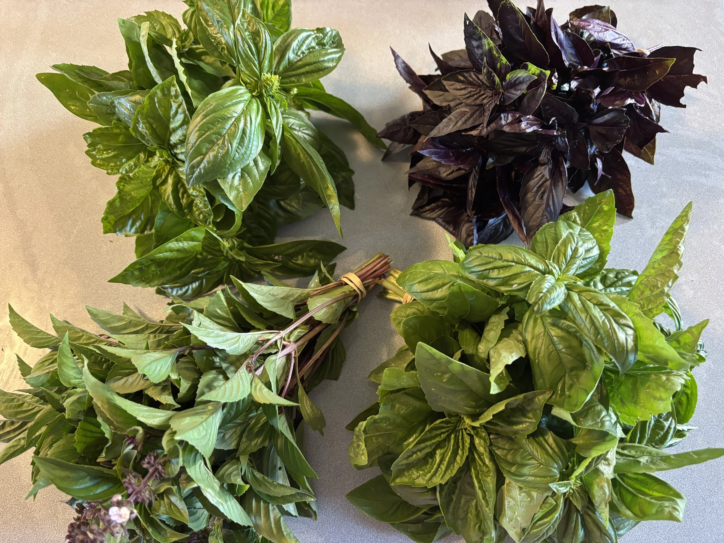Basil