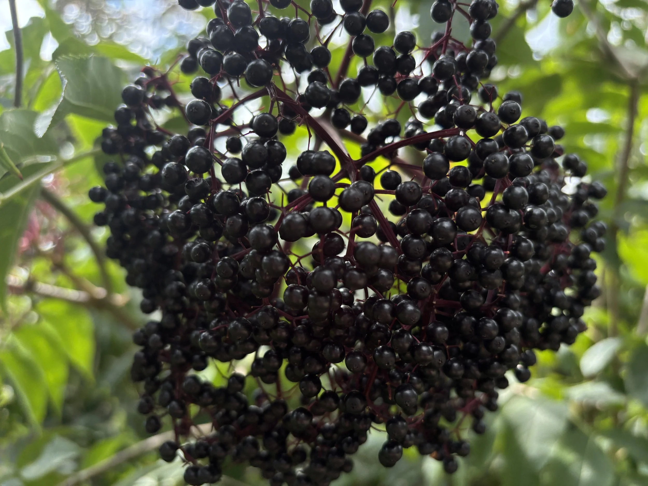 Elderberries