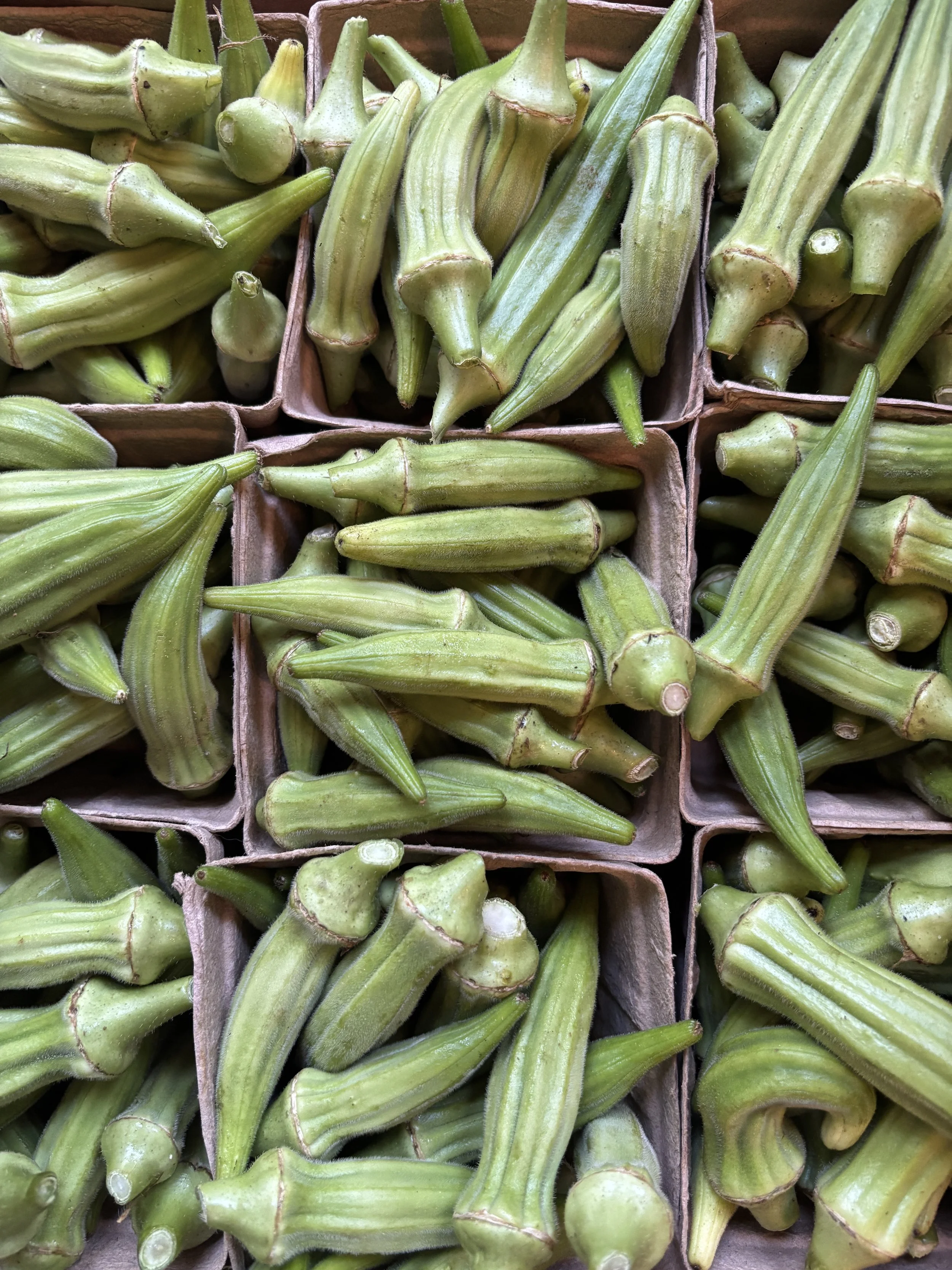 Okra