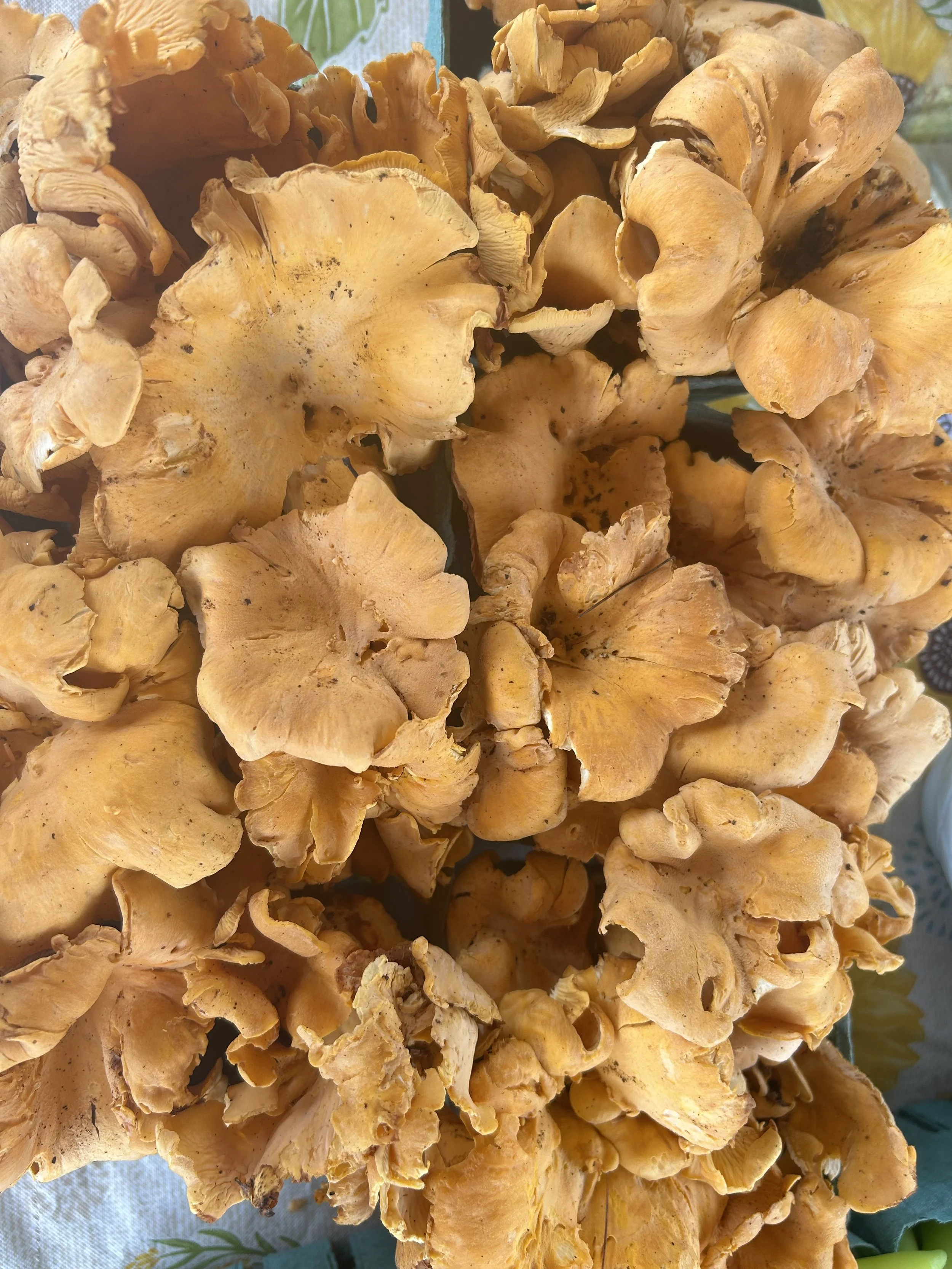 Chanterelle Mushrooms