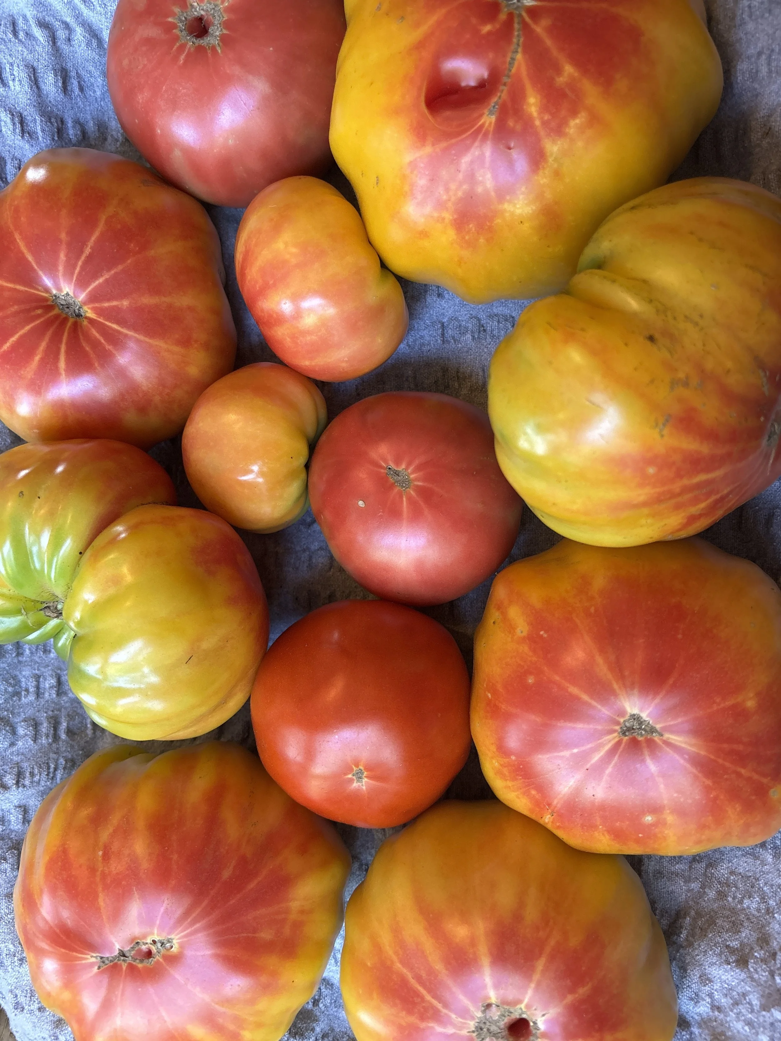 Heirloom Slicing Tomatoes
