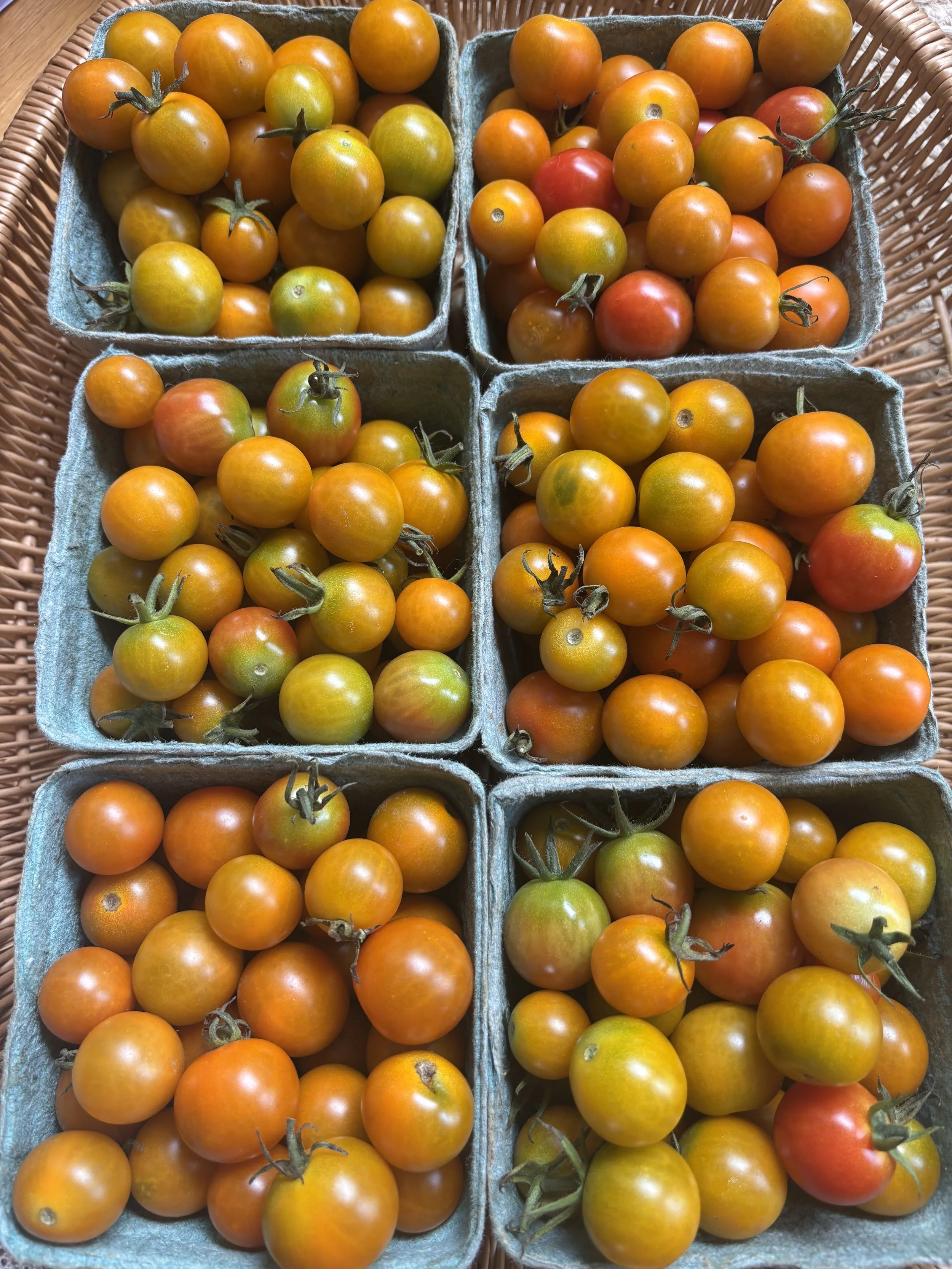 Tomatoes - Sungold