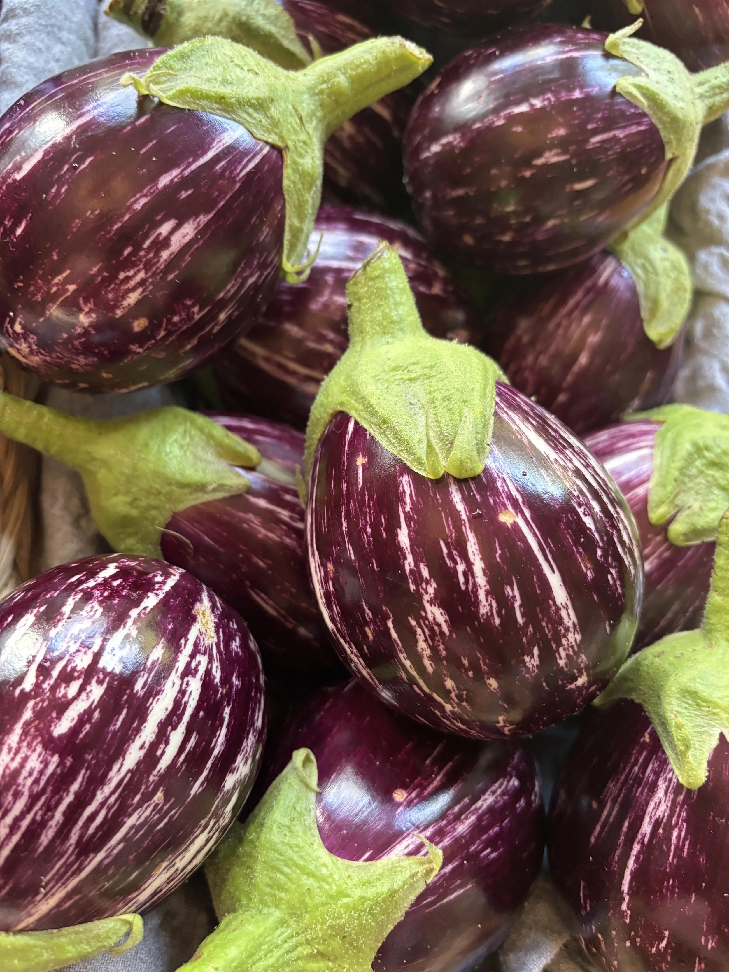 Indian Eggplant