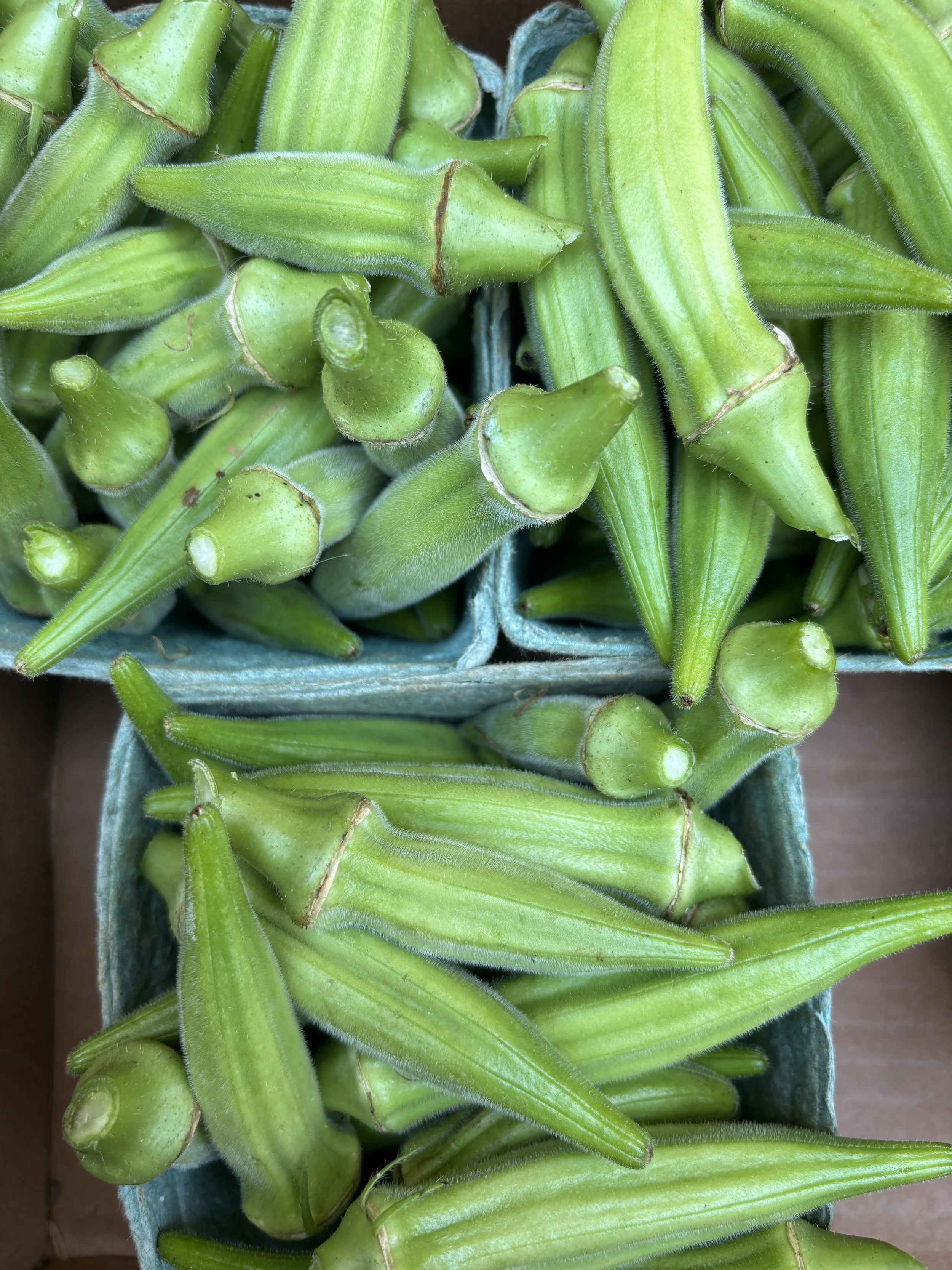 Okra