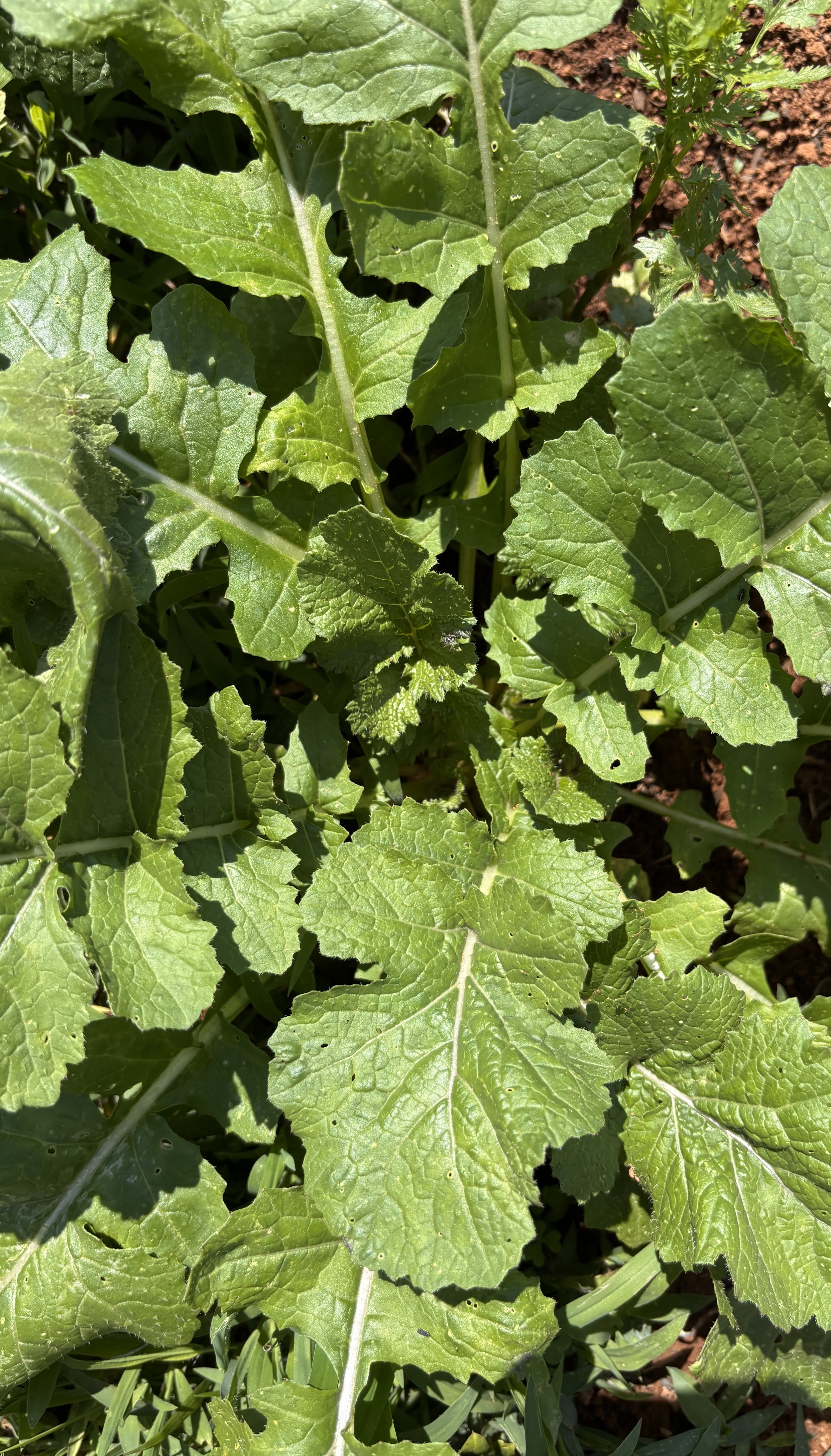 Turnip Greens