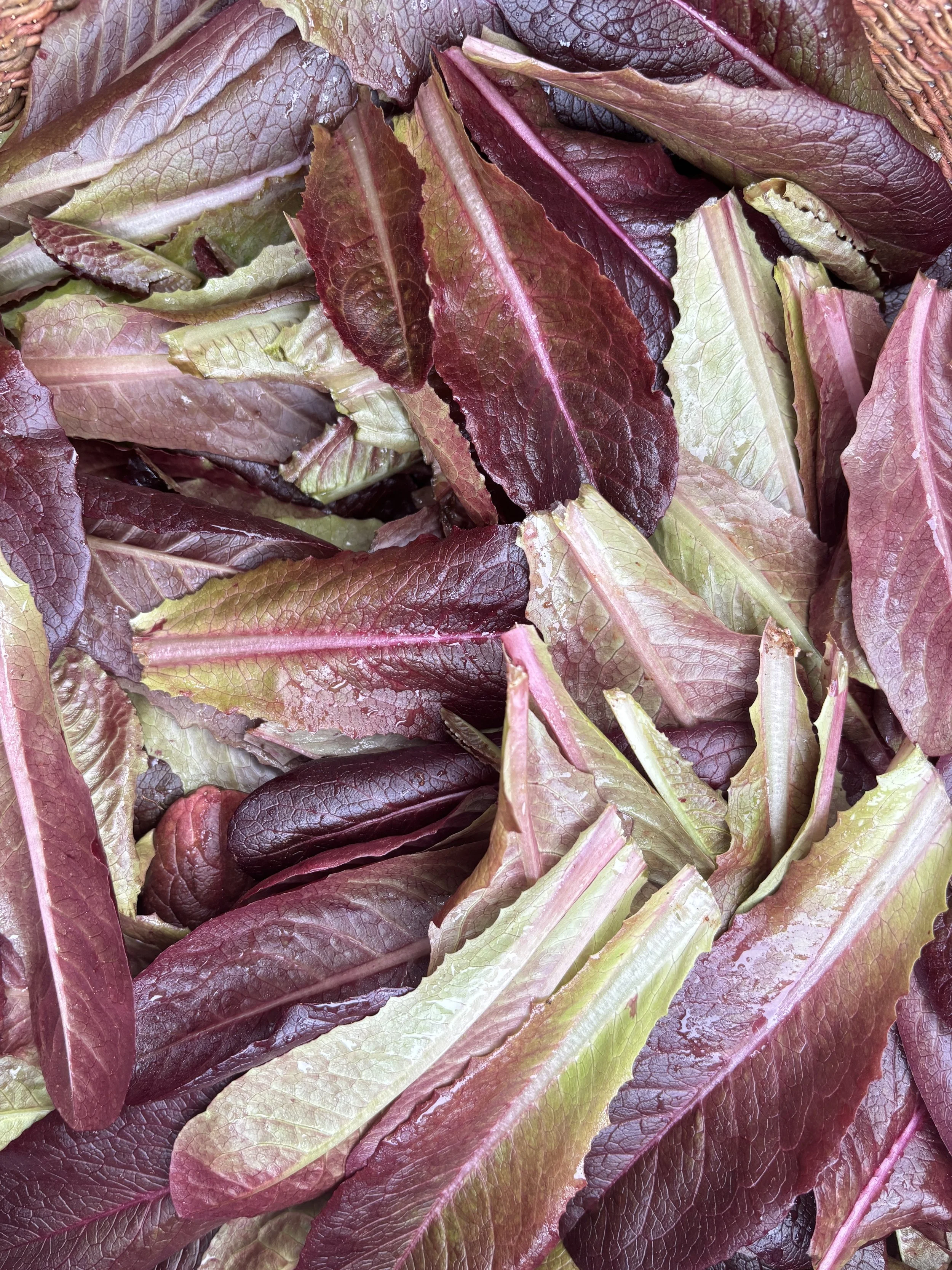 Red Leaf Lettuce