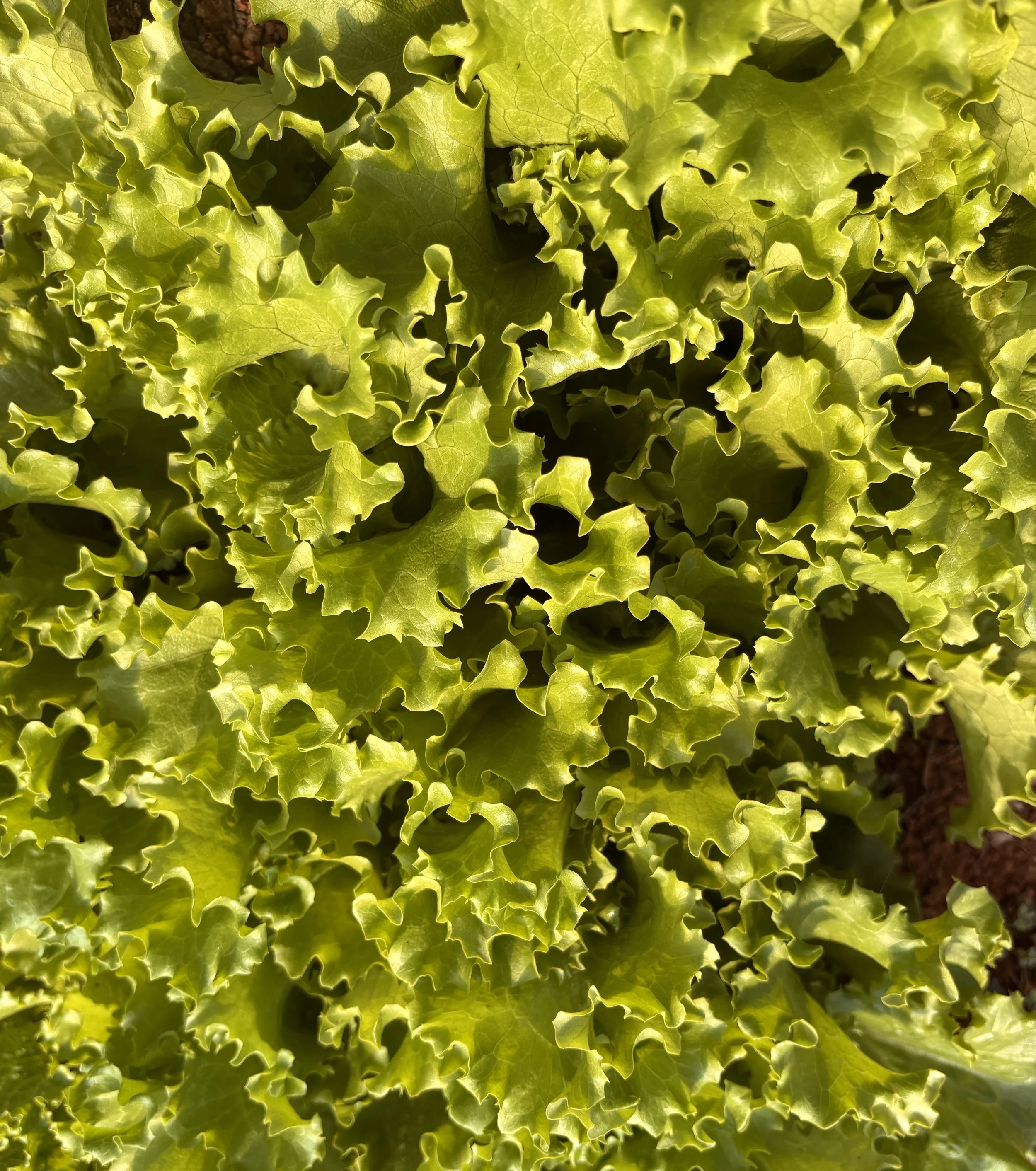 Green Leaf Lettuce