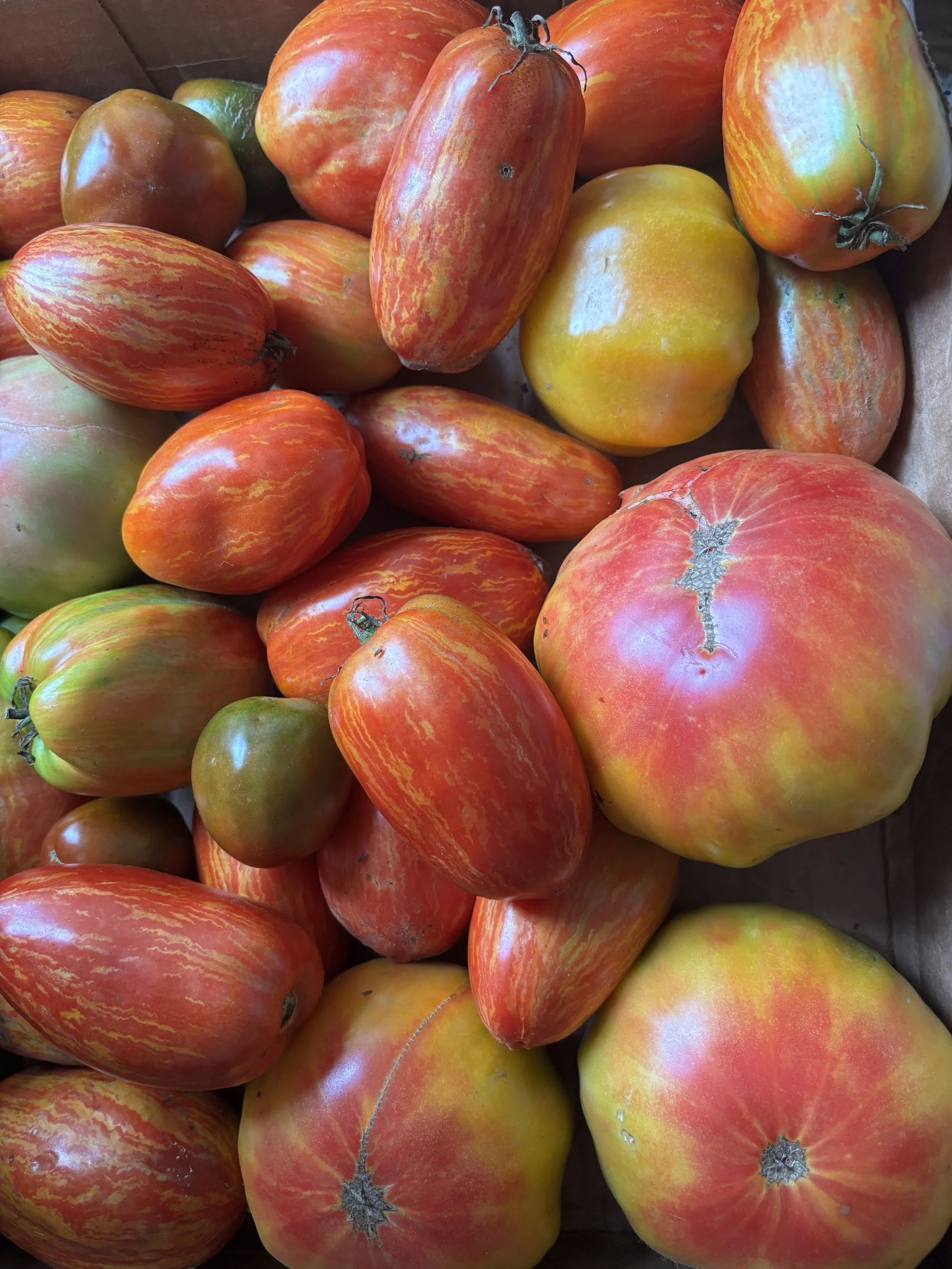 Heirloom Slicing Tomatoes