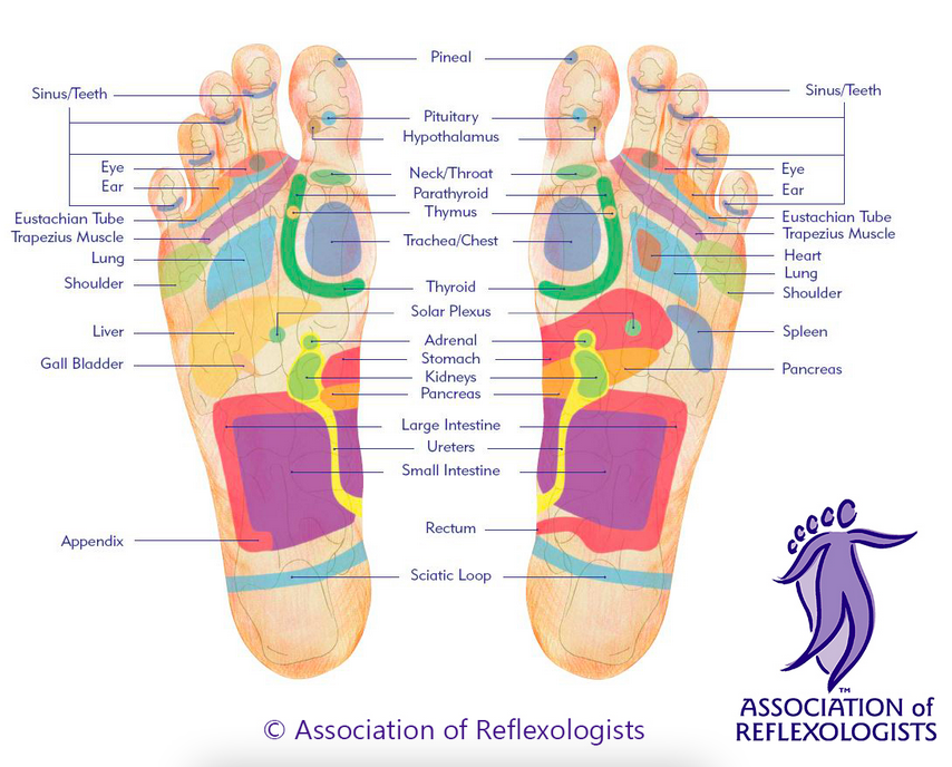 mappa-del-piede-riflessologia-plantare-cb-riflessologia