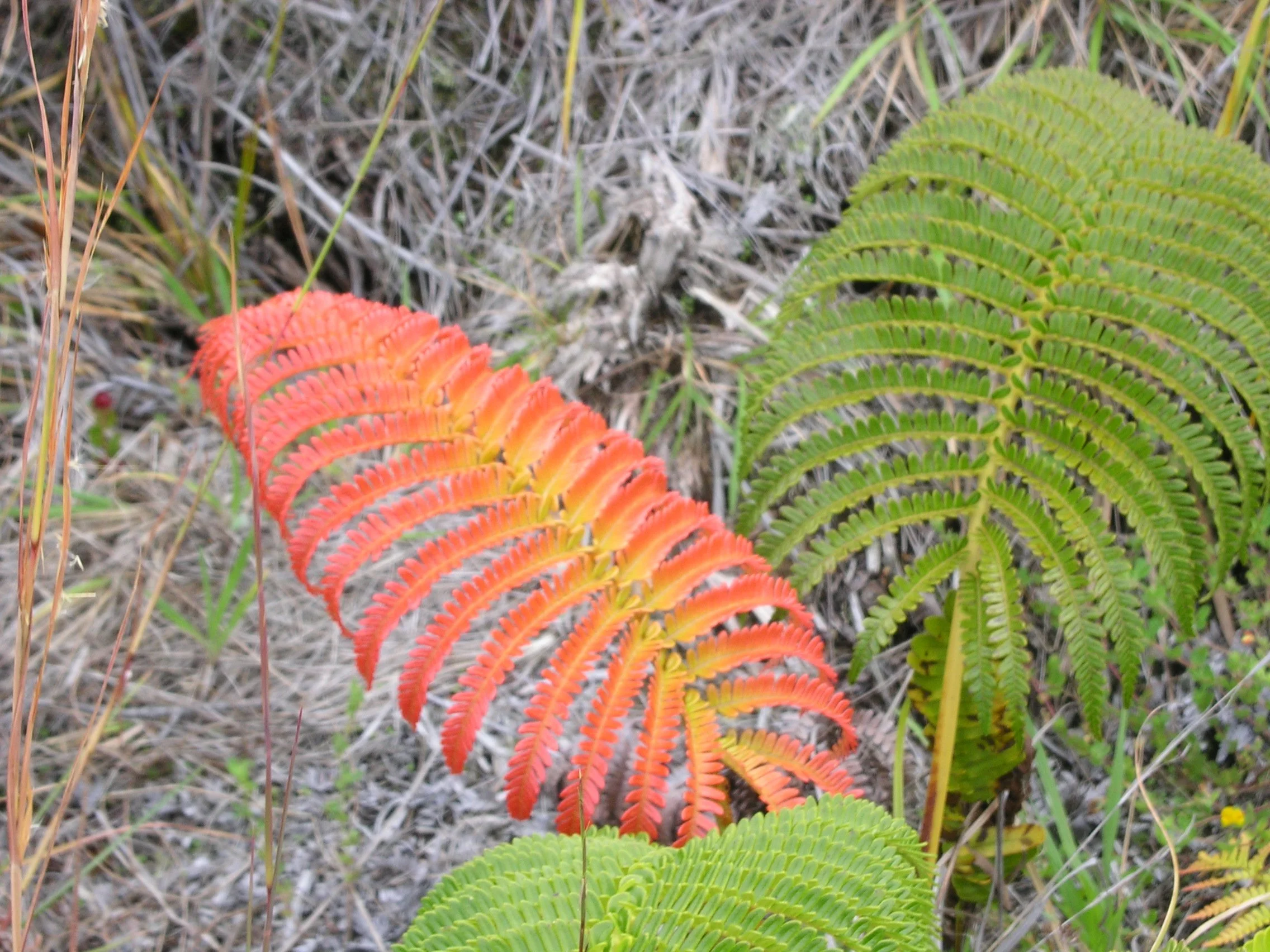Ferns are plentiful and very colorful on the Big Island of Hawaii