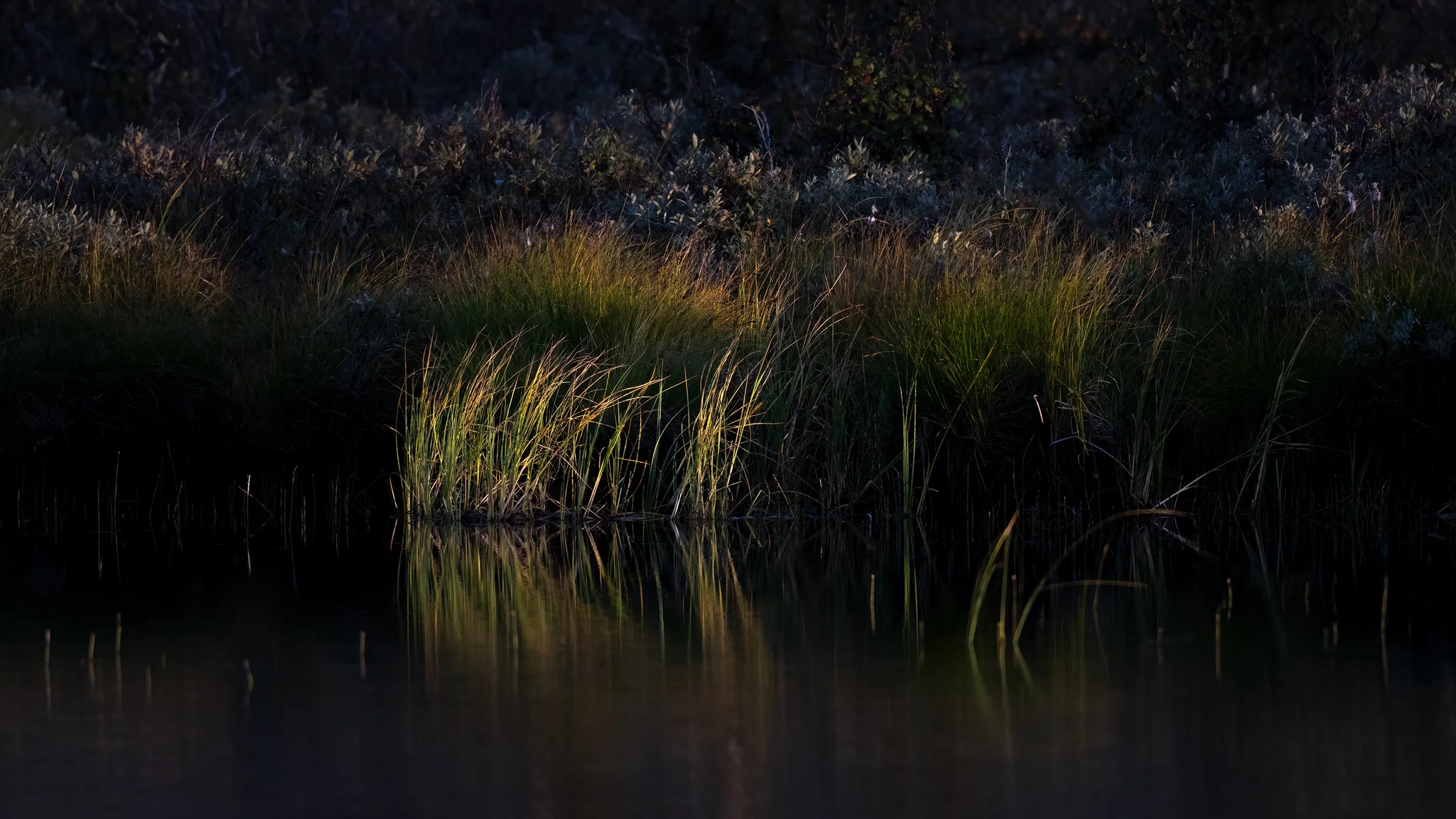 Wetlands