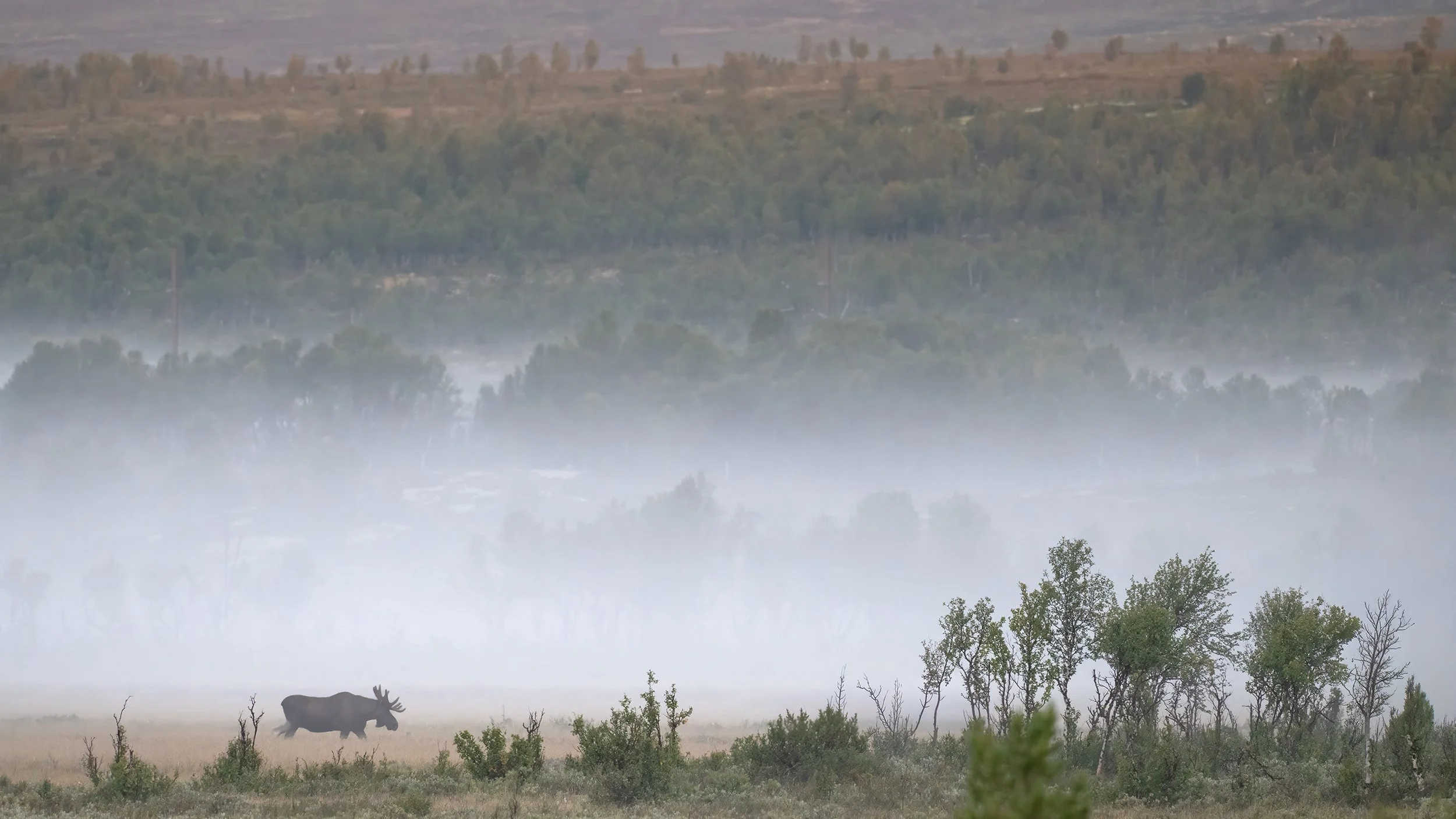 Bull Moose