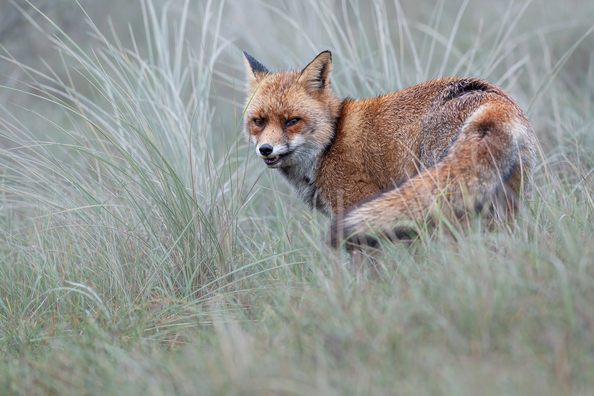 Red Fox