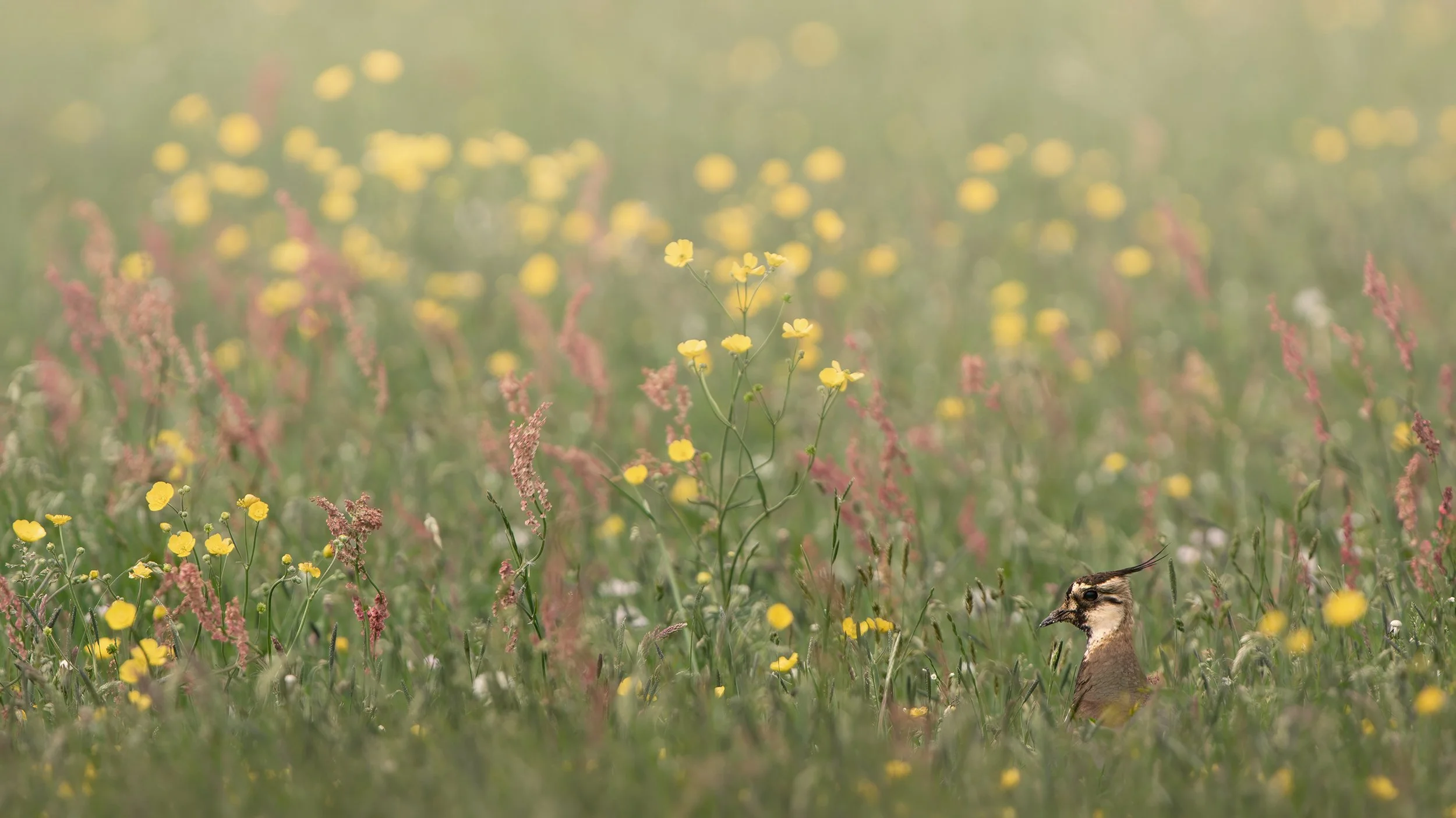 Northern Lapwing